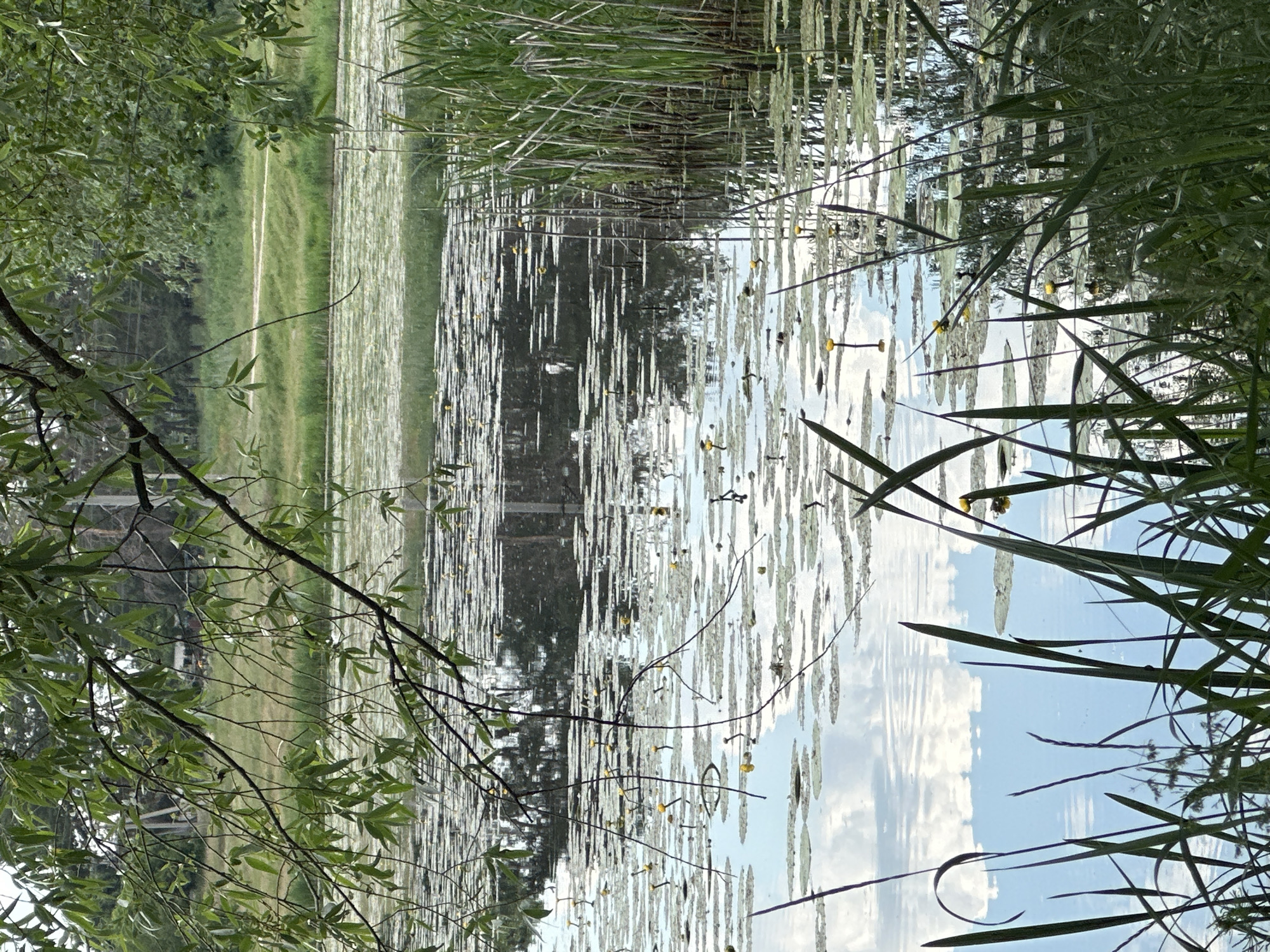 This is a medium-angle shot of a serene pond scene. In the foreground, tall green reeds and blades of grass line the bottom of the frame, obscuring the very edge of the pond. The pond itself is densely covered with lily pads, some of which have small yellow flowers blooming on their stems. The water's surface is a mirror, reflecting the cloudy blue sky and the surrounding trees and vegetation. In the midground, a narrow dirt path is visible winding through lush green grass on the opposite bank of the pond. The background is filled with trees and foliage, suggesting a natural, possibly wooded, environment. The overall impression is one of peaceful, natural beauty.