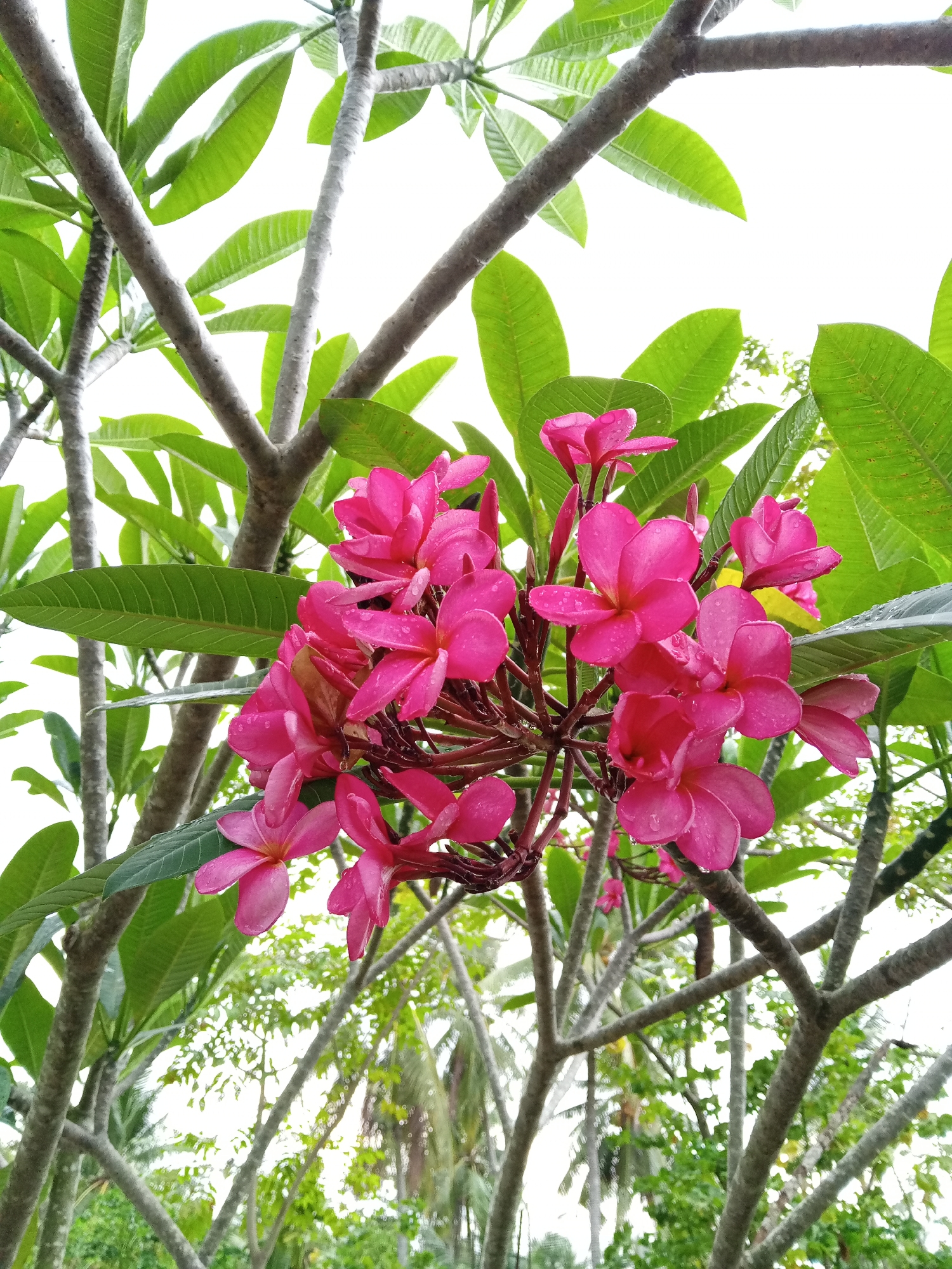 In the city of Cotjrat, Indonesia, a close-up shot captures a cluster of vibrant pink plumeria flowers blooming amidst lush green foliage. The flowers, adorned with tiny water droplets, display their delicate petals against the backdrop of a bright, overcast sky. The surrounding branches of the plumeria tree, with their gray, textured bark, are interspersed with the glossy green leaves, creating a natural and serene composition. In the distance, a hint of tropical greenery, including palm trees, suggests the exotic environment of Indonesia. The scene is devoid of any human presence, focusing solely on the beauty of nature.