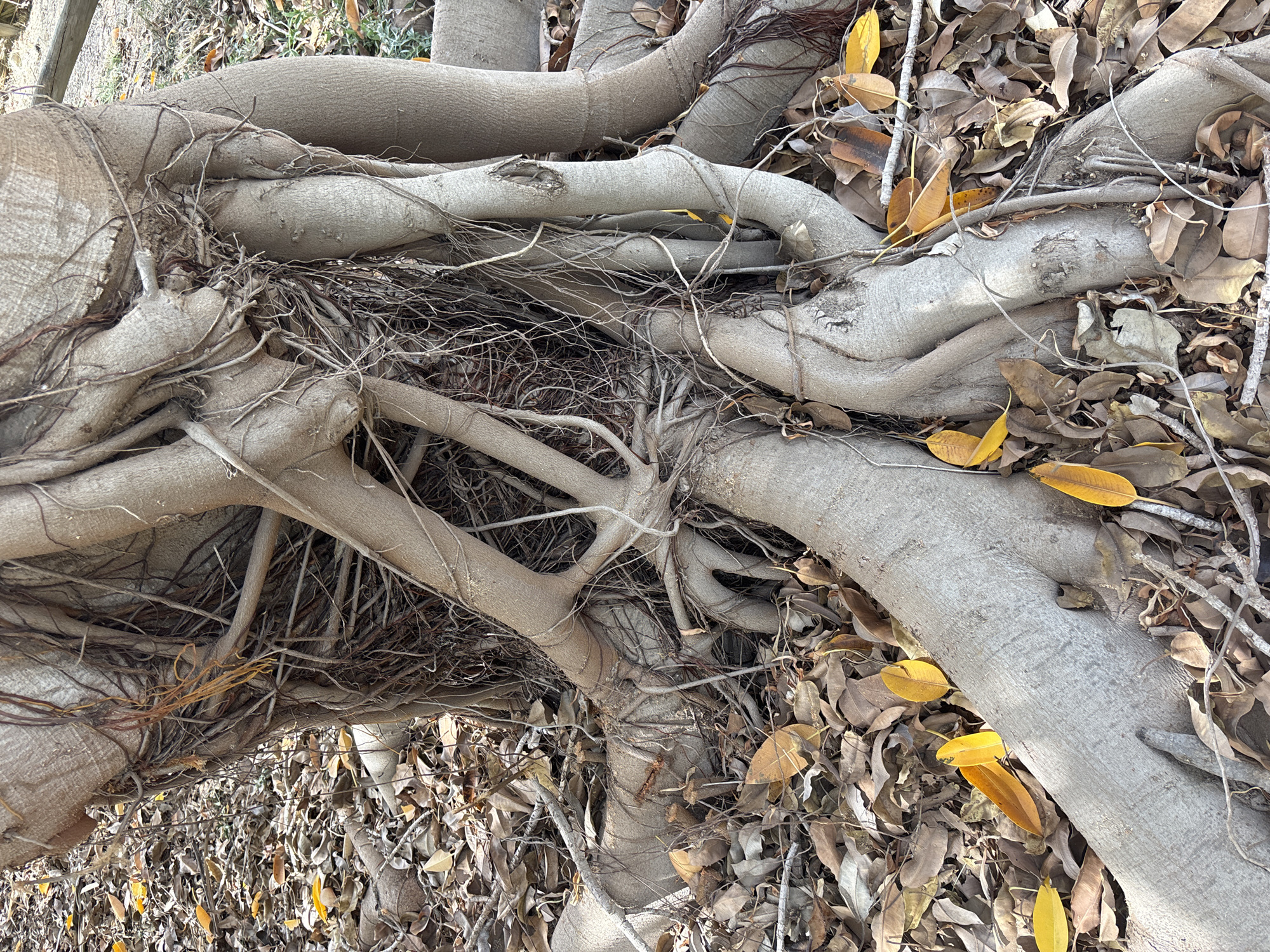 The image shows the gnarled and exposed root system of a large tree, likely a banyan or fig tree, situated on the ground covered with fallen leaves. The roots are thick, intertwined, and greyish-brown, with finer aerial roots hanging down. The surrounding environment consists of dry, brown and yellow leaves scattered on the earth, suggesting an outdoor, possibly park-like or natural setting. The lighting indicates it is daytime, with the sun casting subtle shadows. There are no people visible in the image. The scene depicts a close-up view of the tree's base and its intricate root structure emerging from the soil and leaf litter. The setting is not specifically identifiable as being in the city of Orihuela, Spain, based solely on the visual information provided.