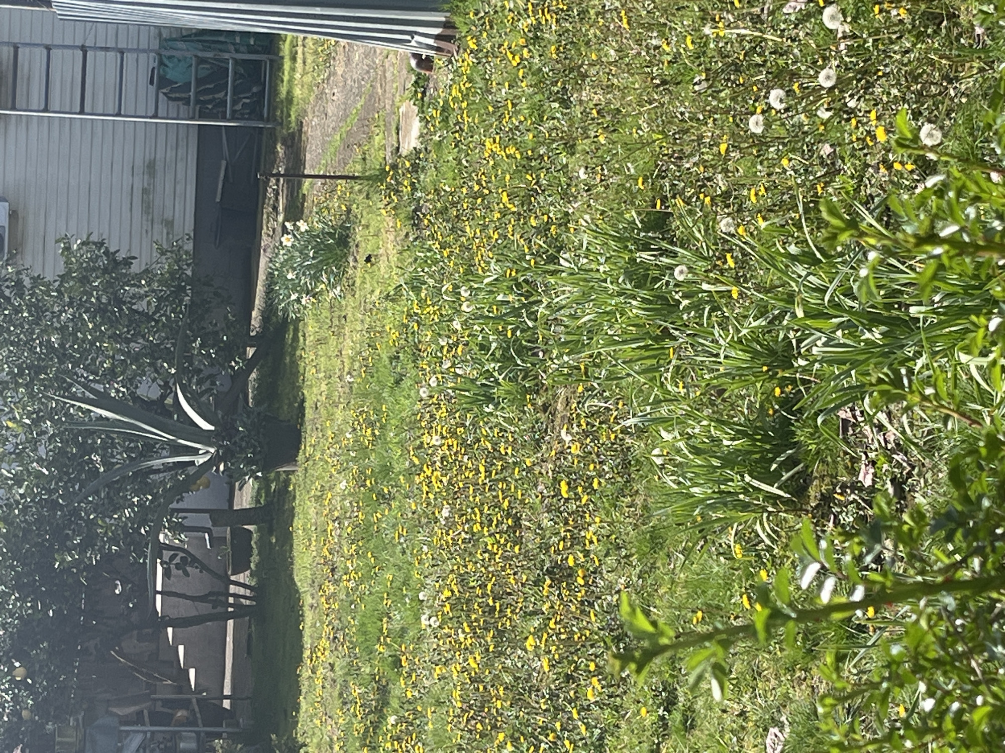 The image depicts a grassy area, likely a lawn or field, heavily populated with yellow wildflowers and scattered dandelions in seed. A building with corrugated metal siding is visible in the background, along with what appears to be a metal ladder or shelving unit. To the left of the frame, there's a tree and another plant with large, pointed leaves. The foreground is partially obscured by leafy foliage. The location is likely rural or suburban, but the image provides no specific evidence to confirm it is Vesyoloye, Russia. There are no people visible, and no specific actions or interactions are evident.