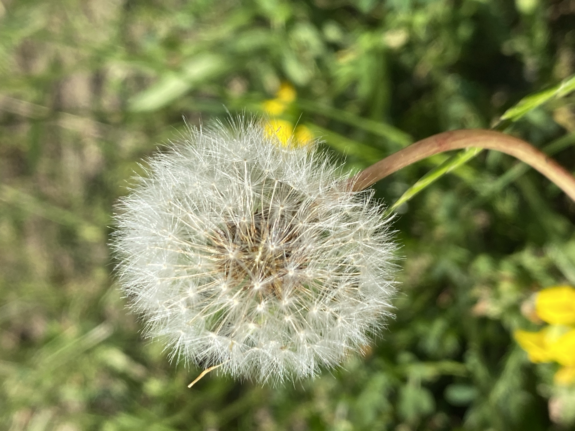A close-up, vertical, outdoor shot focuses on a ripe dandelion seed head. The dandelion is positioned slightly right of center, with its delicate white seed structure dominating the foreground. The stem, a reddish-brown color, curves upwards to support the fluffy sphere. The background is a blur of green foliage and hints of yellow flowers, suggesting a natural setting. The lighting appears to be natural daylight, casting a gentle illumination on the subject. No people are present in the image.