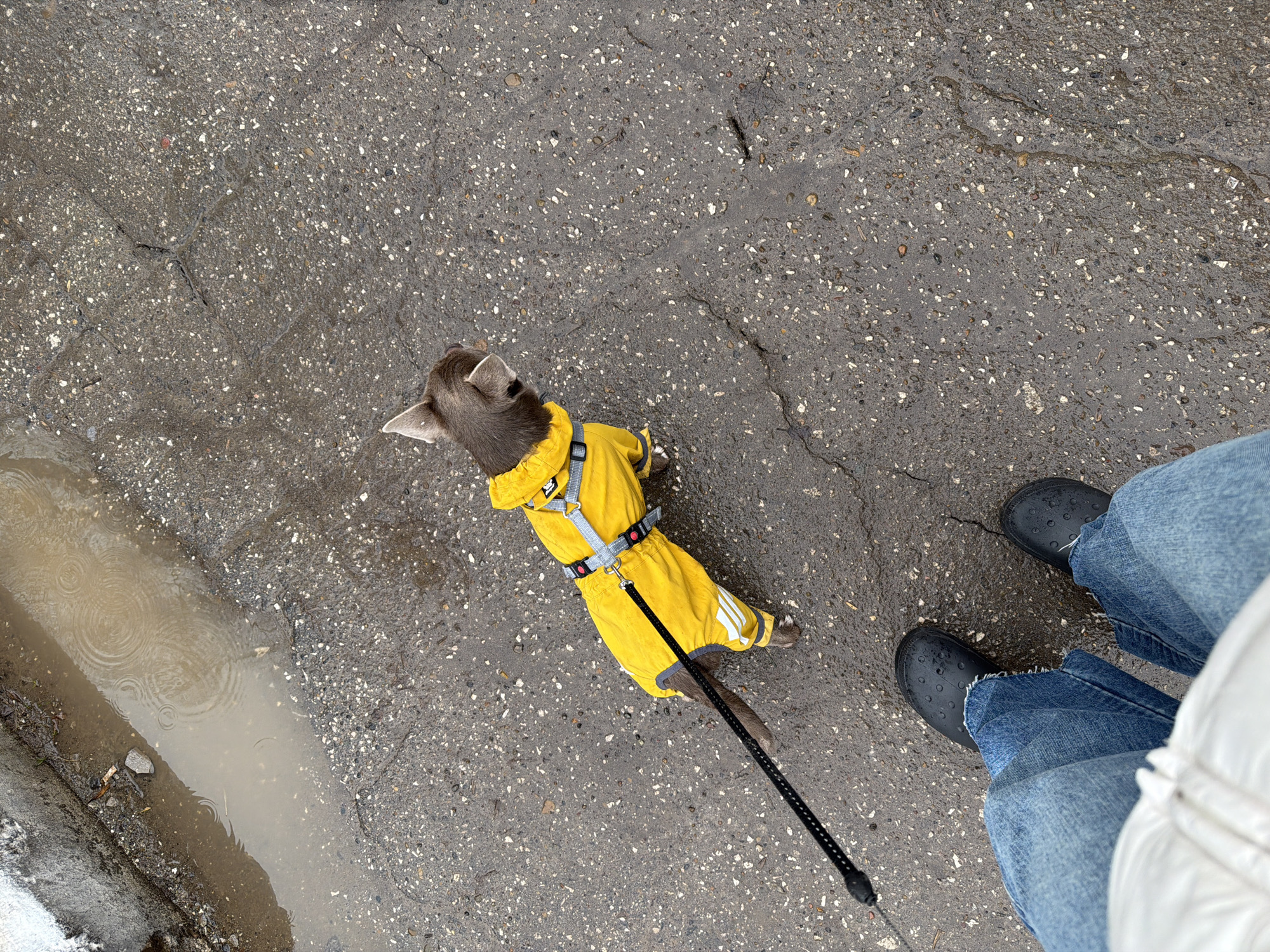 The image depicts an overhead view of a dog and a person on a wet, asphalt surface. The dog, possibly a terrier mix with a dark brown coat, is wearing a bright yellow raincoat with white stripes on its sleeves and a gray harness. It is attached to a black leash held by an unseen person.
The person is wearing blue jeans and black Crocs. Part of a white puffer jacket is visible.
The ground is gray and cracked asphalt, indicating possible road or sidewalk. There is a small puddle to the left side of the frame, with ripples on the surface, suggesting recent rainfall.
The location cannot be determined to be in Votkinsk, Russia based on the visual data provided. There are no identifying landmarks or signage present.