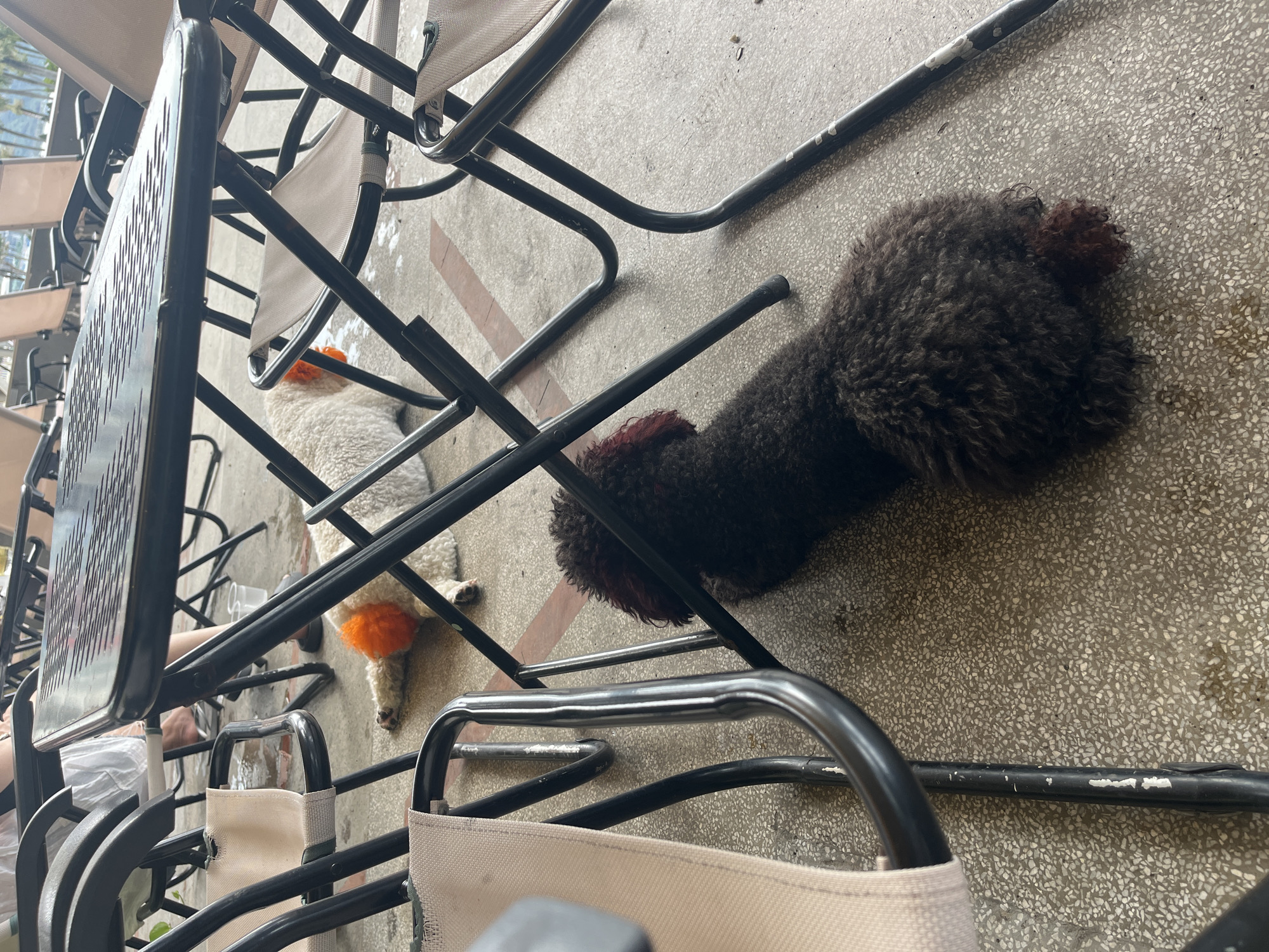 Two dogs lie under outdoor furniture on a patterned concrete surface. One dog is white with orange-dyed fur on its tail and paws. The other dog is brown with dyed red fur on its head and tail. The location is possibly in Bac Nha Trang Ward, Vietnam. The surrounding environment includes black metal chairs and tables. A person's leg is visible near the table.