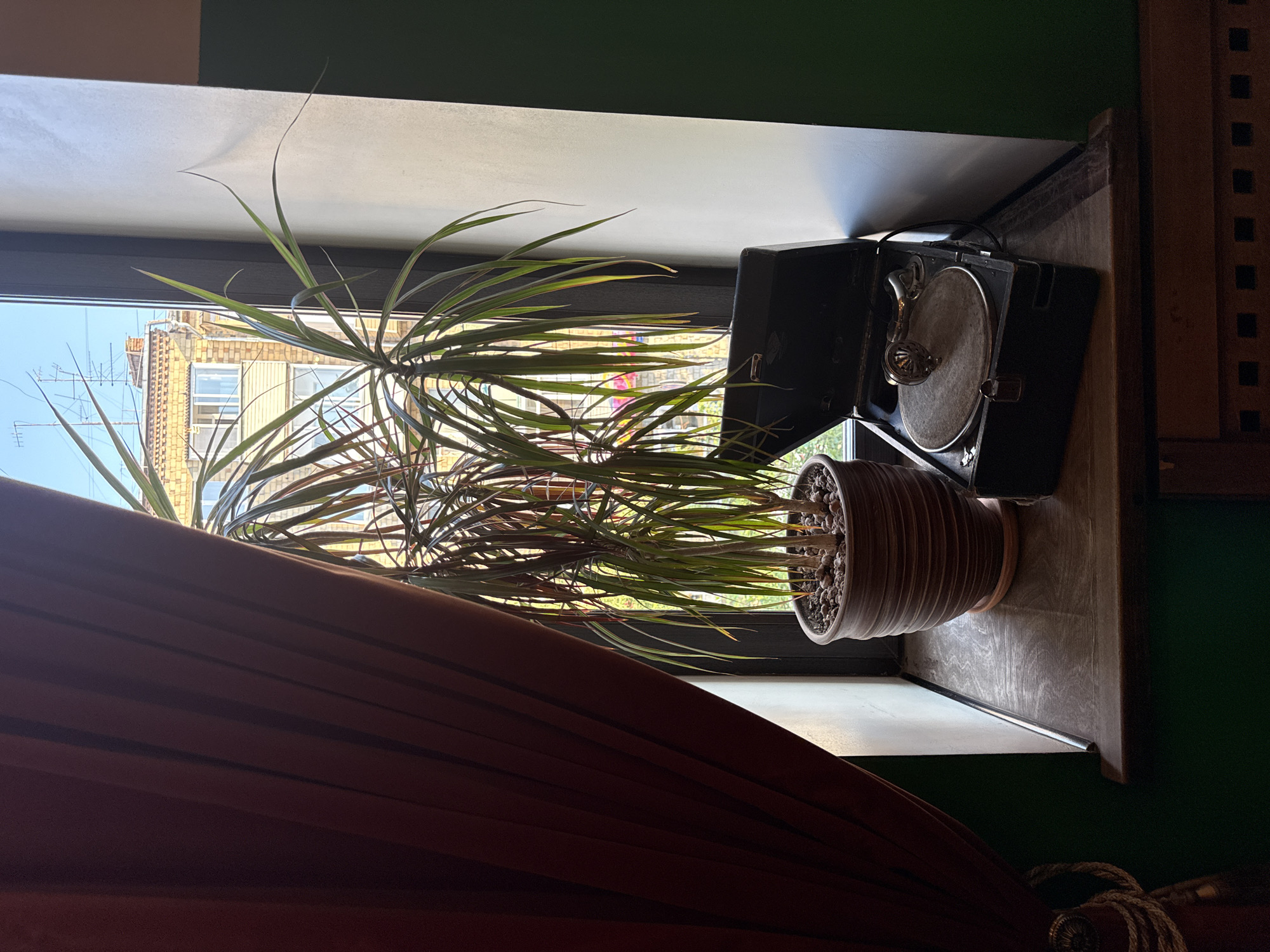 A vintage portable gramophone sits on a wooden shelf next to a potted plant. The gramophone is open, revealing a turntable and tonearm. The plant has long, thin leaves and is in a brown ceramic pot. A dark red curtain hangs on the left side of the image, partially obscuring the view outside the window. Through the window, buildings and a clear sky are visible, suggesting an urban setting. The scene is likely indoors, possibly in a room with a window looking out onto Krasnoyarsk, Russia. The lighting suggests it is daytime, with natural light coming from the window.