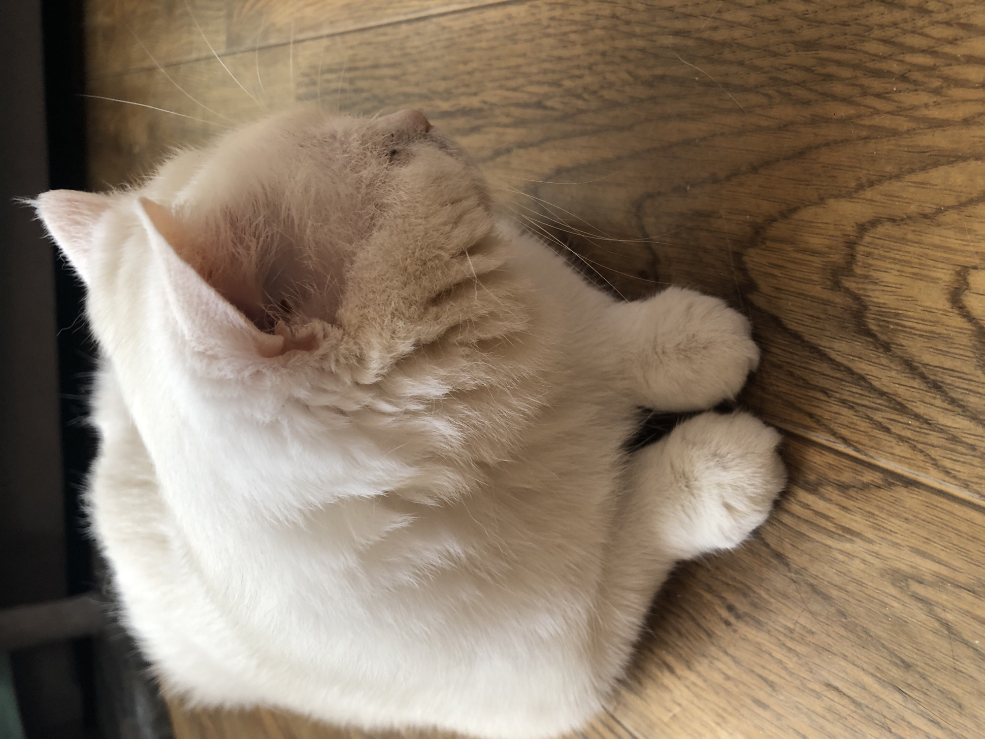 A fluffy, cream-colored cat is curled up on a wooden floor. The cat is facing to the right and appears to be sleeping or resting. Its paws are tucked underneath its body, and its eyes are closed. The wooden floor has a warm, brown tone with visible grain patterns. The background is blurred, but it appears to be an indoor setting.