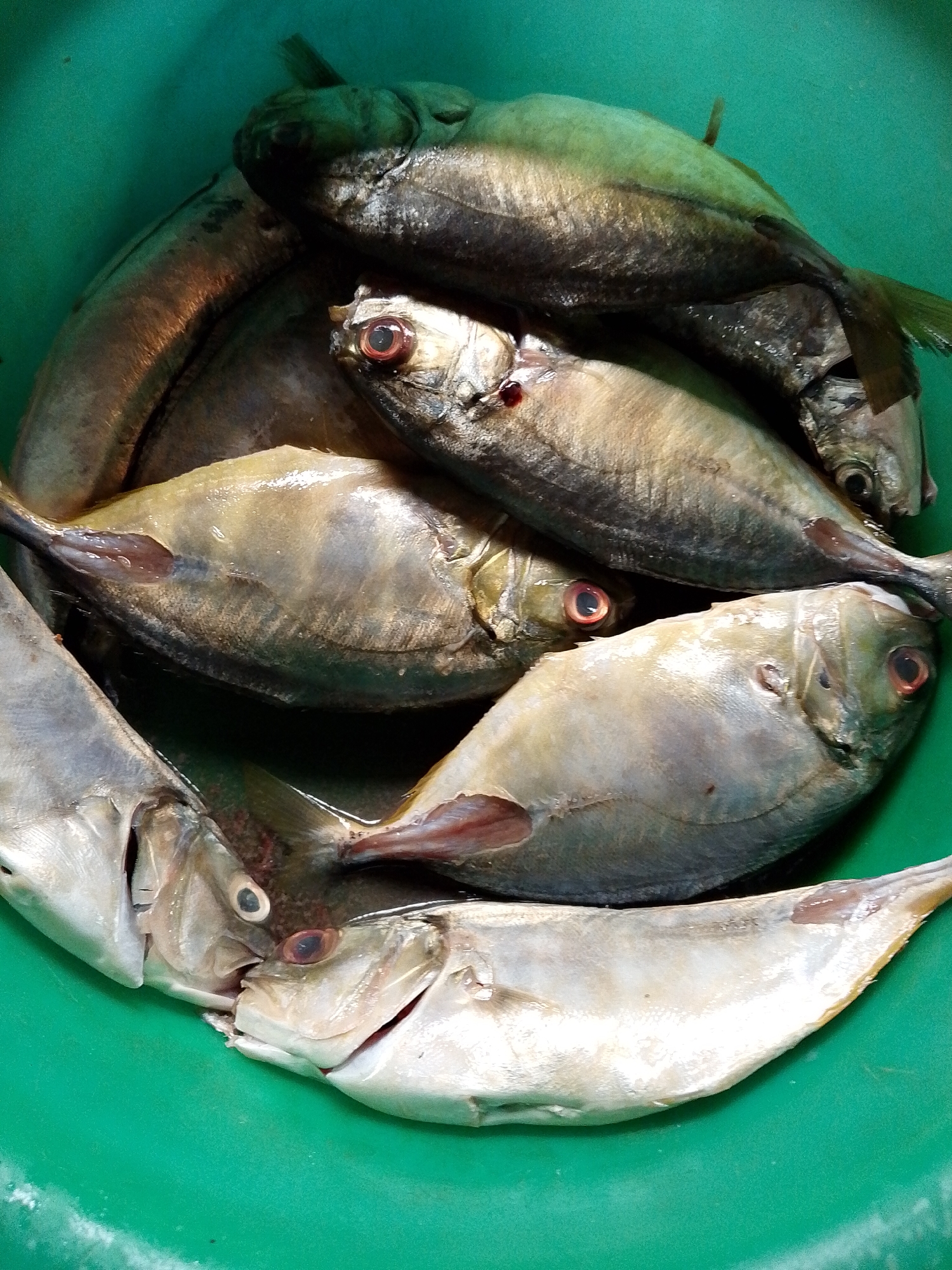 The image shows a close-up, overhead view of several freshly caught fish piled in a bright green plastic basin. The fish are silver and grey with visible scales, some exhibiting red-rimmed eyes. They are oriented in various directions, with their bodies overlapping. The lighting suggests an indoor setting, possibly a kitchen or market. There are no people or any contextual elements that would indicate a specific location within Lhokseumawe, Indonesia.