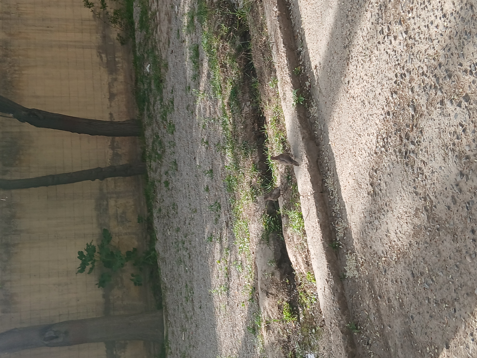 The image depicts an outdoor scene with a focus on natural elements and a man-made structure. On the left side of the frame, a tall, light-colored wall, possibly concrete or plaster, stretches upwards. This wall exhibits faint grid-like patterns and vertical dark streaks or stains, suggesting wear or moisture. Two tree trunks are prominently positioned against this wall on the left. The lower trunk appears sturdy and rooted near the bottom of the wall, while another segment of a trunk is visible higher up, further illustrating the integration of nature with the built environment.
To the right of the wall and trees, a narrow, unpaved path or strip of ground extends horizontally. This ground is composed of dry, light-brown soil mixed with small pebbles and sparse patches of green grass and small plants. A shallow ditch or furrow runs parallel to the path, separating it from the wall area.
A small, brownish-grey bird, resembling a dove or pigeon, is visible on the right side of the path, standing near the edge of the ditch. The bird appears to be alone and stationary.
The scene is lit by natural daylight, casting soft shadows that indicate it is likely morning or late afternoon. The overall atmosphere is quiet and still. There are no human subjects or visible text in the image. The setting suggests a semi-urban or rural-edge environment consistent with the given location context of Quetta City Tehsil, Pakistan.