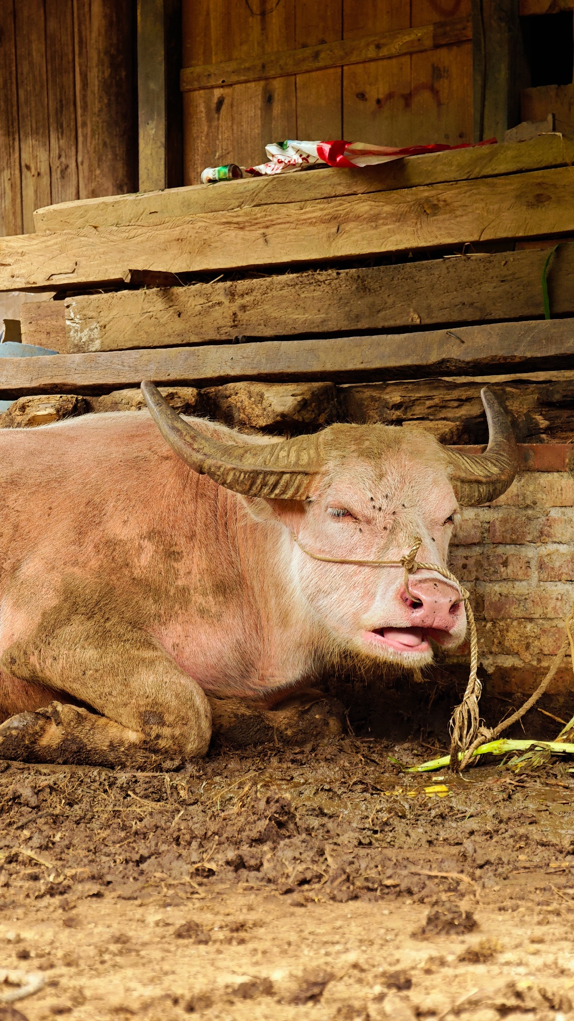 In Dế Xu Phình, Vietnam, a large, pinkish-skinned water buffalo with prominent horns is shown lying on damp, muddy ground inside a rustic shelter. The animal's eyes are partially closed, with several flies visible on its snout and near its right eye. A coarse, light-colored rope is tied around its nose, extending downwards and to the right. The background consists of a wooden structure featuring vertical planks and stacked horizontal wooden beams. On the top beam, a small green and white container and a crumpled white item with red markings are present. Below the wooden beams, a section of weathered brick wall is visible behind the buffalo's head. The foreground displays disturbed, muddy earth, transitioning to drier, lighter brown soil closer to the viewer.