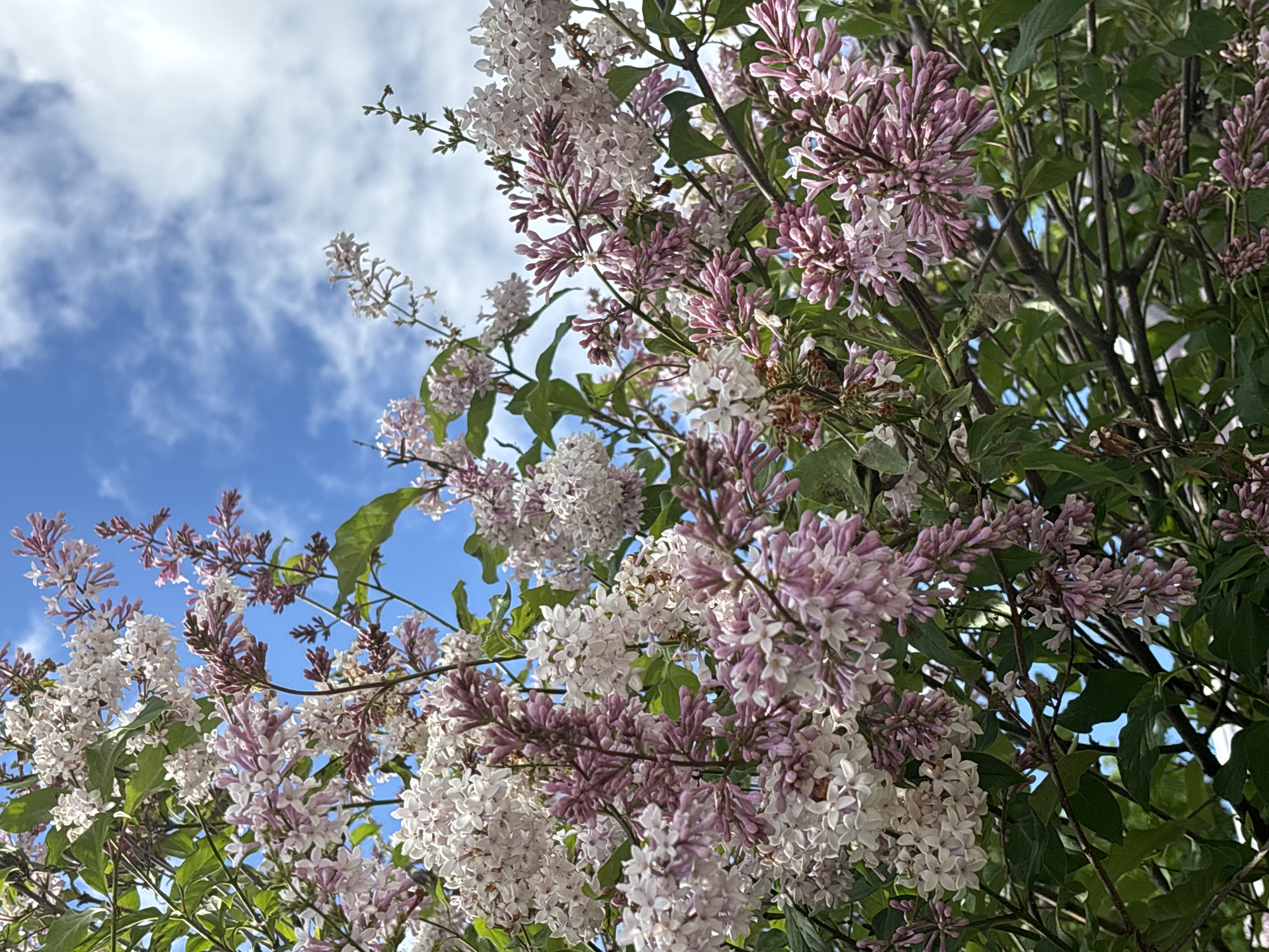 The image displays a vibrant outdoor scene, focusing on abundant clusters of blooming lilac flowers against a bright blue sky with scattered white clouds. The perspective is from below, looking up through the branches of the flowering shrub.
The main subjects are the lilac flowers, which appear in various stages of bloom and color. Many flower clusters are a delicate light purple or mauve, while others are a creamy white, creating a soft, colorful tapestry. The individual small, star-shaped flowers within the panicles are discernable. Lush green leaves are visible between the flower clusters and on the branches, providing a fresh contrast to the blossoms. Darker woody branches and stems of the lilac bush are interwoven throughout the scene.
The background consists of a clear, brilliant blue sky, punctuated by soft, fluffy white clouds that are spread across the upper and left portions of the frame. This indicates a sunny day with good visibility.
There are no people or discernible activities taking place, as the image is a nature photograph capturing a moment in bloom. No text is visible. The scene evokes a sense of natural beauty, freshness, and the pleasant atmosphere of spring or early summer in Красные Баки, Russia.