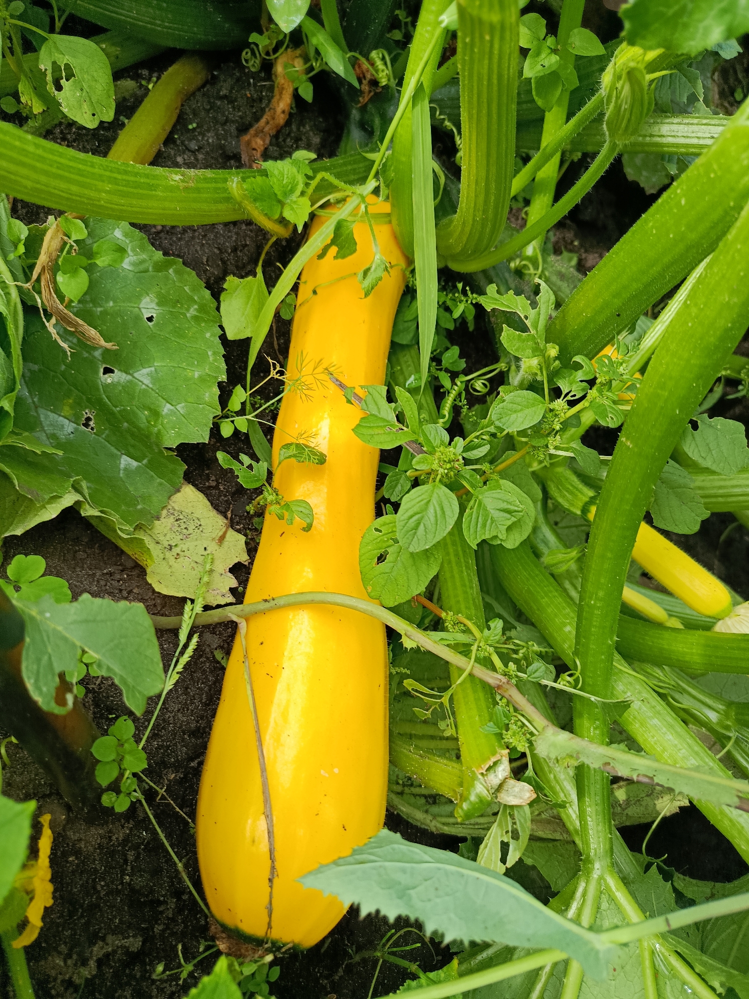 A close-up, top-down shot of a bright yellow zucchini growing on a vine in a garden. The zucchini is elongated with a smooth, slightly curved surface. It is surrounded by lush green leaves and thick, ribbed stems of the zucchini plant. Some of the leaves show signs of damage with small holes. The background consists of dark soil. The scene is set in a garden in Vareya, Russia.