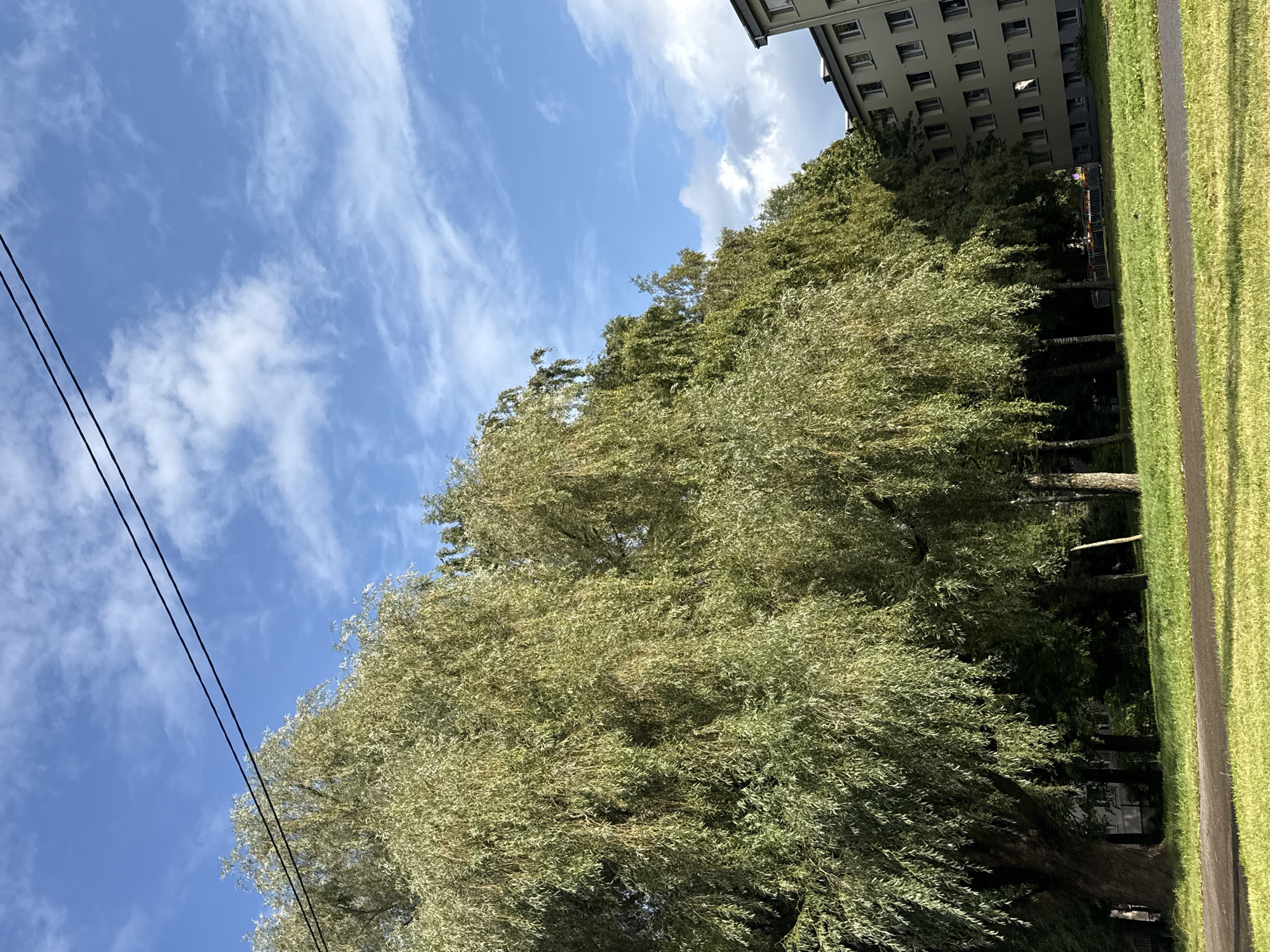 The image depicts a view of a tree-lined area with a residential building in the background, likely in Tallinn, Estonia. Dominating the left side of the frame is a large, mature willow tree with its characteristic drooping branches. To its right, a row of other trees forms a dense green backdrop. In the far right of the image, a multi-story apartment building with numerous windows is visible. The sky above is blue with scattered white clouds, and two dark power lines stretch horizontally across the upper portion of the image. A paved path or road runs across the foreground, separating the grassy lawn from the trees and building. The scene suggests a typical urban park or residential area setting.