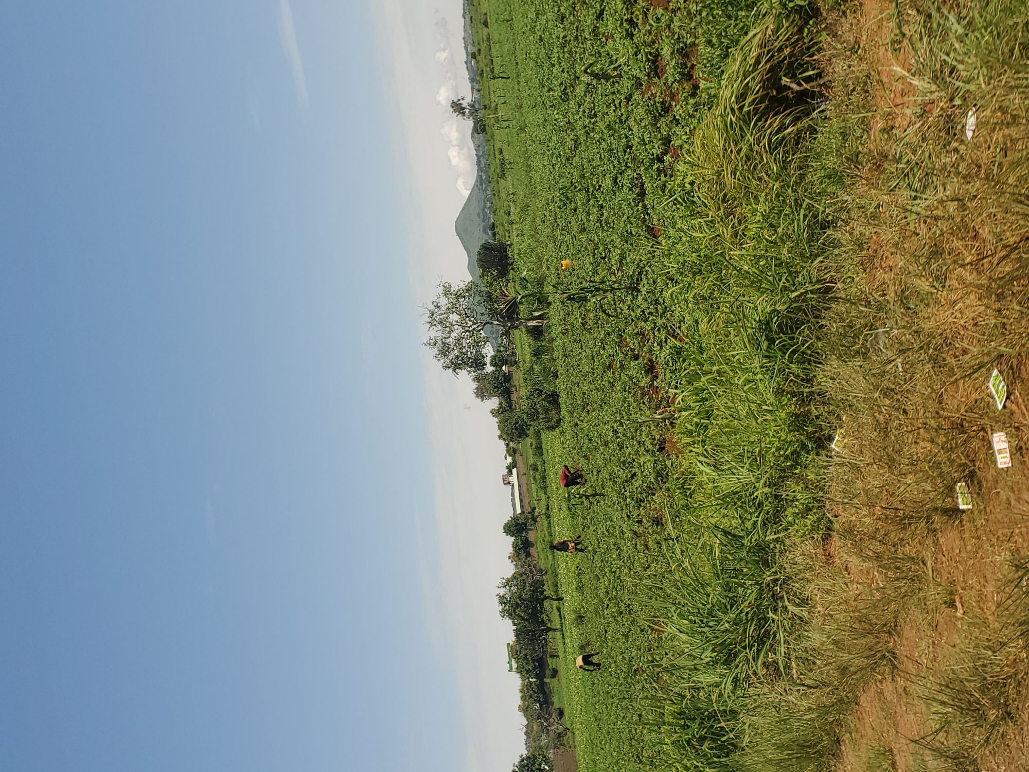 The image depicts a wide expanse of cultivated green fields under a clear blue sky. In the foreground, tall, dense green grass lines the bottom edge of the frame, with some dry, yellowed grass interspersed. Further back, rows of green crops stretch into the distance, with a few scattered trees. Several individuals are visible working in the fields, bent over or tending to the crops. In the mid-ground, a few trees are present, and beyond them, a gentle green hill rises against the horizon, partially obscured by scattered clouds. Some buildings, appearing to be small structures or dwellings, are visible in the background. The overall scene suggests agricultural activity in a rural or semi-rural setting. It is not possible to ascertain the specific location within the city of Kerang, Nigeria from the visual information provided.