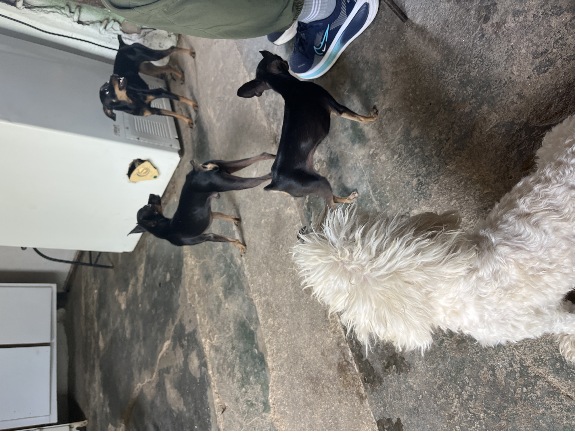 In Juan Griego, Venezuela, a dimly lit, concrete-floored interior space, possibly a garage or storage area, contains four dogs. Three small, black and tan Miniature Pinschers are visible. One stands near a white appliance, its head turned, teeth bared. Another Miniature Pinscher is positioned behind it, facing away from the camera. A third is in the mid-ground, also facing away. In the foreground, the back of a fluffy, white poodle-type dog is visible, facing the other dogs. A person's legs, clad in green pants and blue sneakers, are in the lower right corner of the frame, suggesting a human presence in the scene. The environment appears somewhat cluttered and utilitarian.