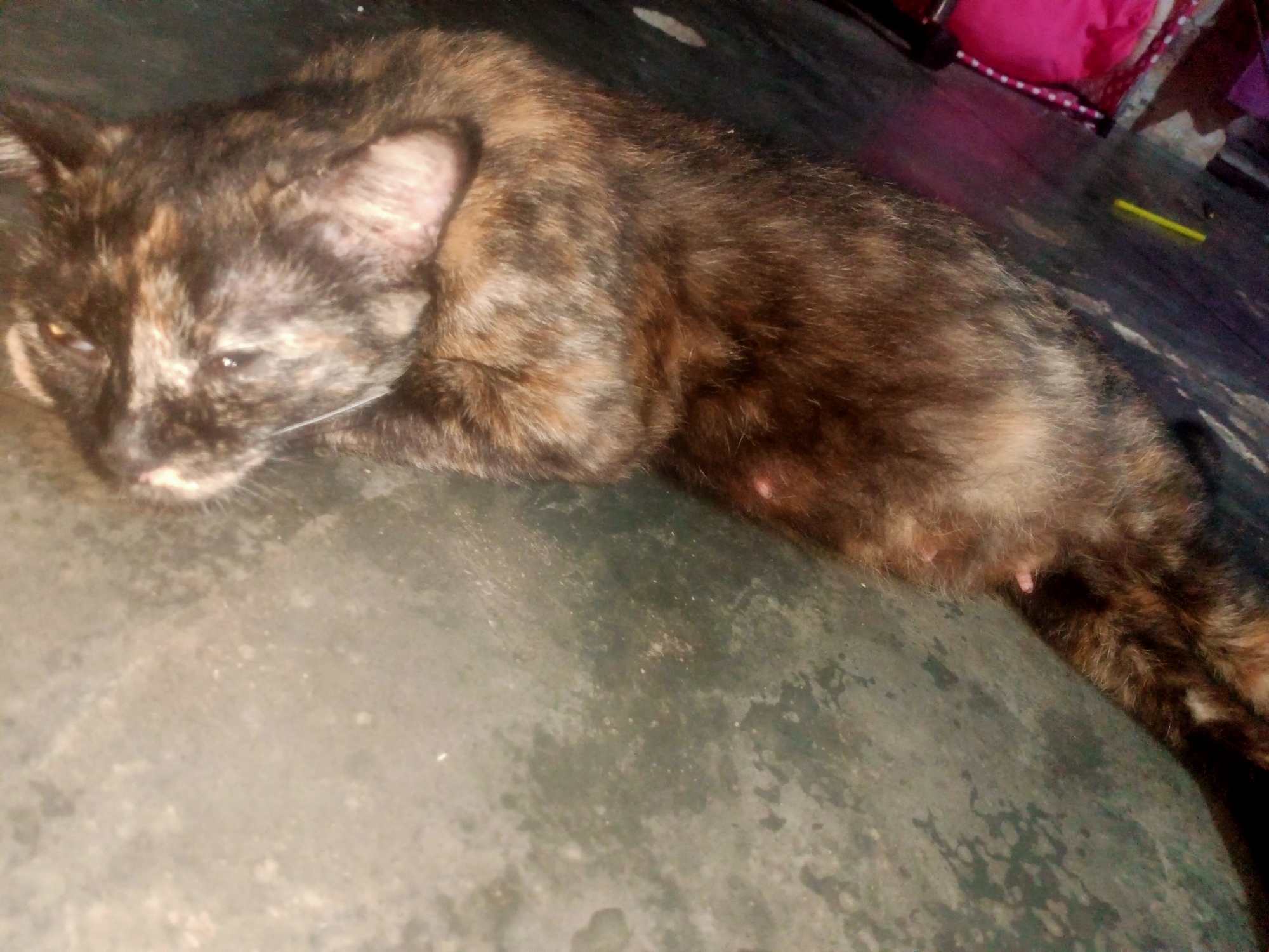 A tortoiseshell cat is lying on a dark, textured surface, possibly concrete or linoleum. The cat is facing left, with its eyes partially closed and its head tilted slightly upwards. Its fur has a mottled pattern of black, brown, and tan. The background is dark and slightly out of focus, with hints of colorful objects, possibly fabric or pillows, in the upper right corner. A thin, yellow object, resembling a stick or straw, is visible on the floor in the middle right of the image. The overall lighting is dim. The scene is indoors, and the specific location of Nusa Agung, Indonesia, cannot be determined from the visual information provided.