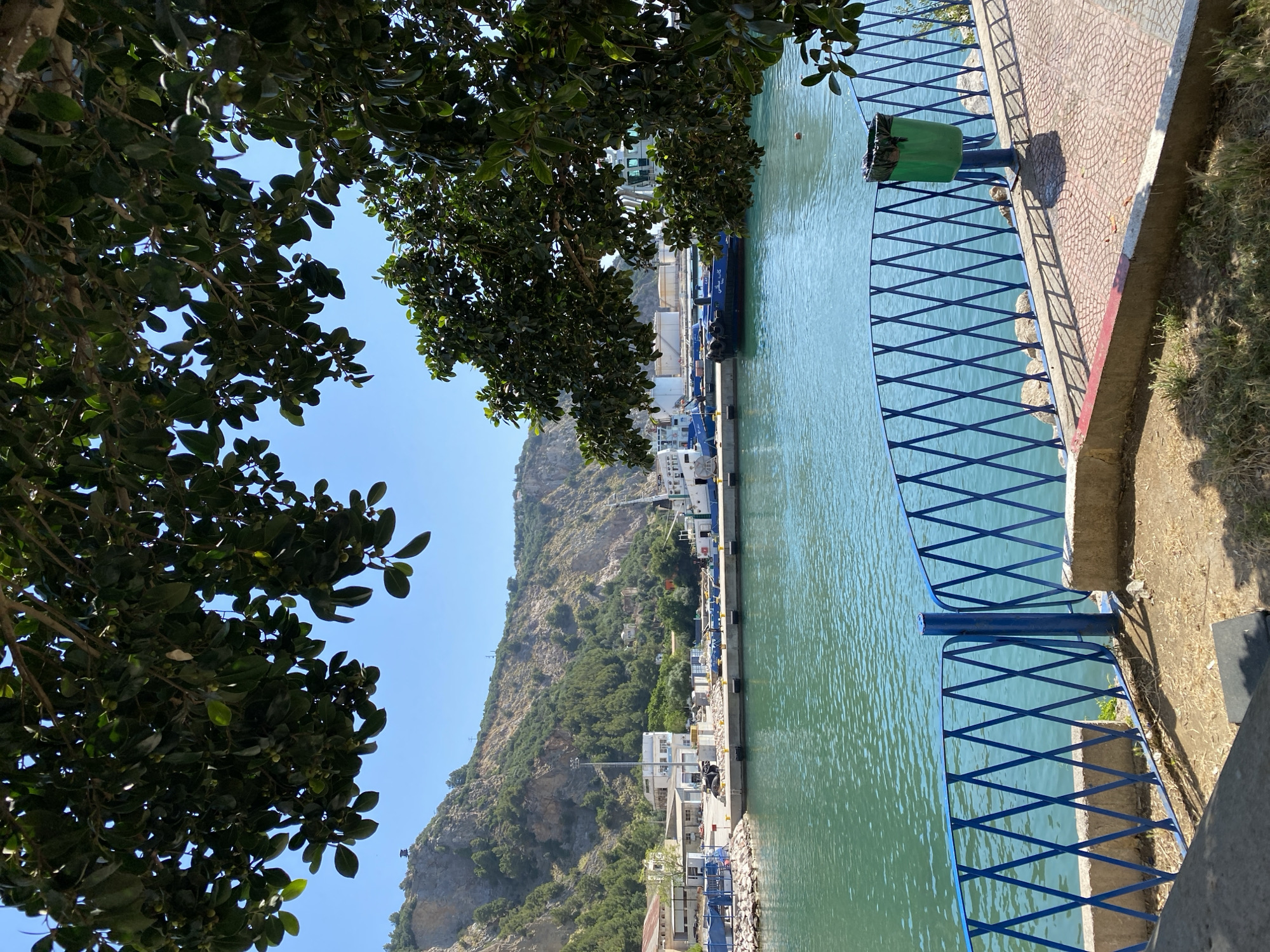 The vertically oriented image captures a sunny waterfront scene, likely a harbor or port, set against a mountainous backdrop in Bejaia, Algeria. In the immediate foreground, dense green foliage from a tree with small, light-colored berries or fruits partially frames the top and left of the scene, silhouetted against a clear, bright blue sky.
A distinctive blue metal railing, featuring a crisscross or diamond pattern, spans the middle ground, separating the calm, greenish-blue water of the harbor from a paved pedestrian walkway on the right. On the walkway, a green public trash can with a black liner stands prominently, casting a shadow on the reddish, circularly-patterned pavement. A small, light-brown bird, possibly a sparrow, is visible on the ground near the base of the trash can. The walkway borders a dry, grassy embankment on the far right.
Across the water, a busy dock area is visible, where several boats and small ships are moored. One blue vessel clearly displays white Arabic text, "كابيتان ياسين" (Captain Yassin), on its side. Various buildings and other structures line the dock. In the background, a large, rocky mountain or hillside, partially covered in green vegetation, rises steeply. The bright sunshine and clear sky suggest it is midday or early afternoon, with strong shadows indicating the intensity of the sun. The scene depicts a tranquil yet active port environment, devoid of visible people.