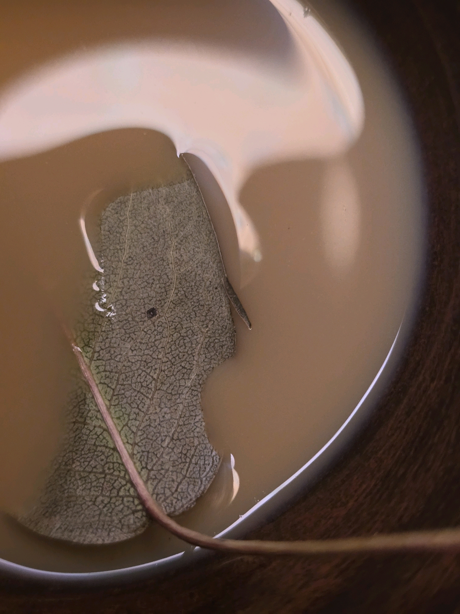 A close-up, overhead shot shows a single dried leaf partially submerged in a light brown liquid within a dark, textured bowl. The leaf is green with intricate, visible veins, and a small black speck, possibly an insect, is visible on its surface. A thin, reddish-brown stem extends from the leaf and crosses the frame. The liquid has a creamy, opaque appearance with subtle reflections of light on its surface. The bowl's rim is visible on the right side of the image, displaying a dark, wood-like grain. The scene is lit from above, creating soft shadows and highlights. There is no discernible location in the city of Podolsk, Russia.
