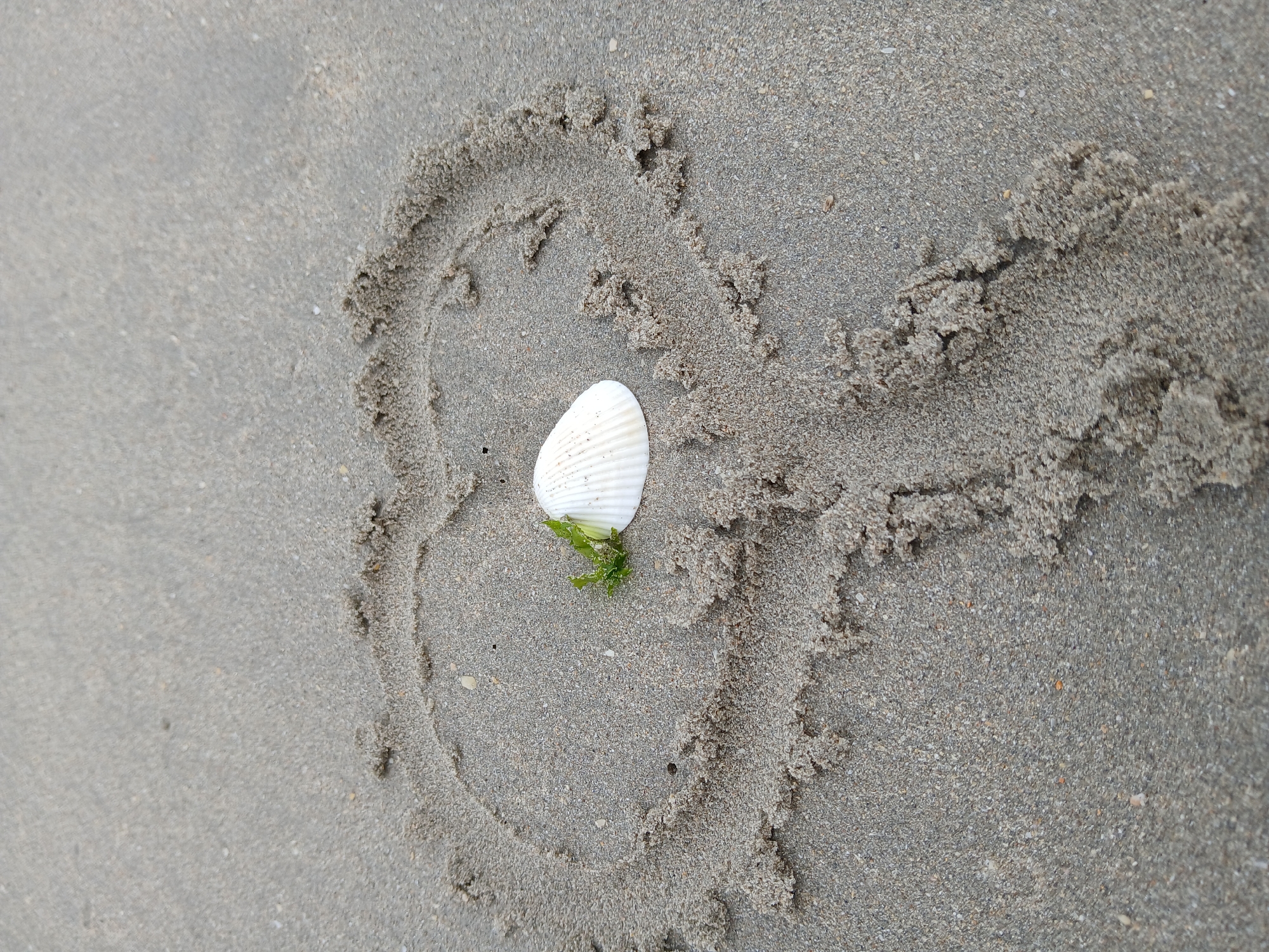 A white seashell with some green algae attached lies on a gray sand surface. The sand shows a partially drawn heart shape around the shell. The location is unknown, and there's no evidence to suggest it's in Juan Griego, Venezuela. No people are present in the image. The action implied is someone drawing the heart shape in the sand. The interaction is between the seashell, the algae, and the sand. The environment is a sandy surface, possibly a beach.