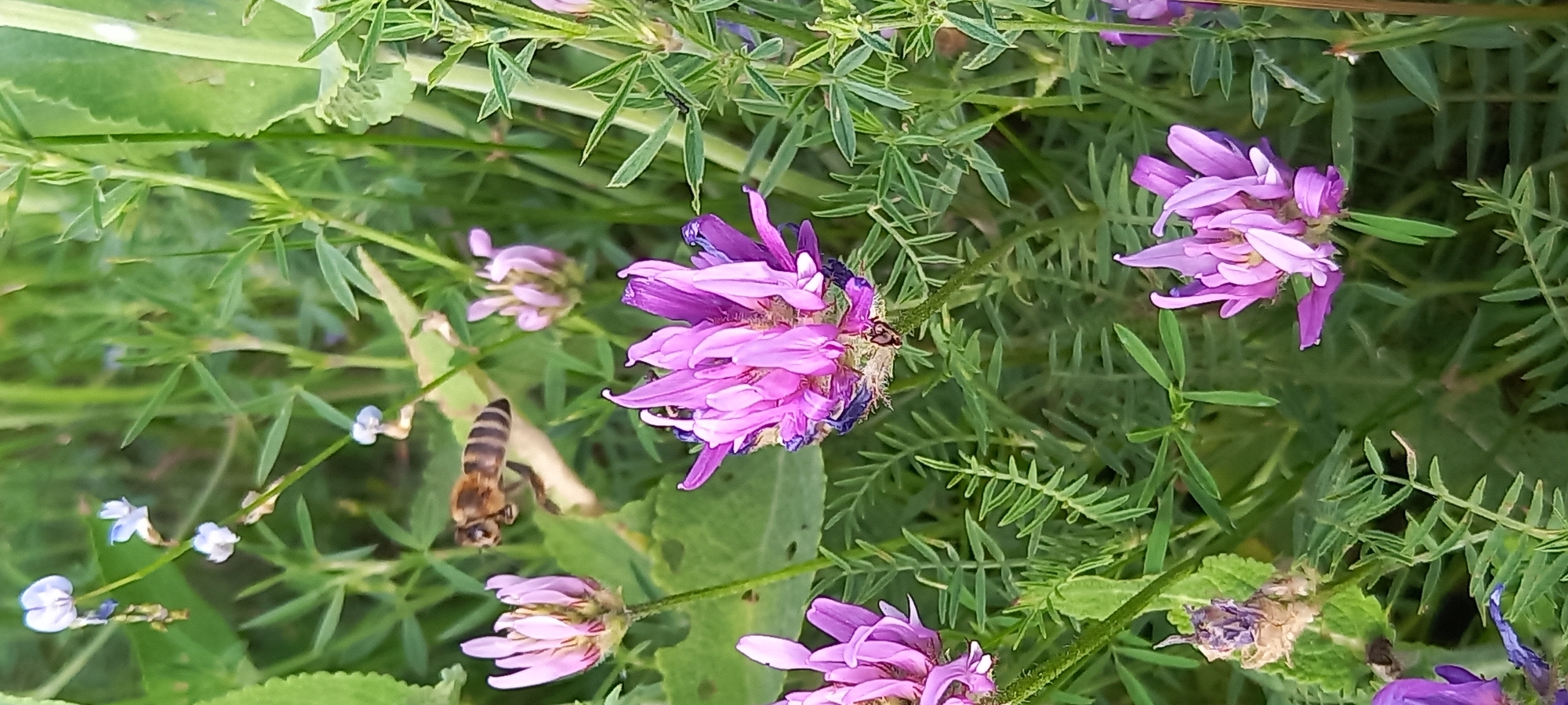 A European honey bee (Apis mellifera) is captured in mid-flight in the upper-middle left of the frame, displaying distinct black and brown abdominal banding and blurred wings indicating motion. It is positioned near several clusters of papilionaceous flowers and dense green foliage. A prominent cluster of lavender-to-purple flowers, approximately 8-10 cm in width, is located in the lower-center foreground, with some darker coloration at its base. Another similar cluster is partially visible in the upper-left, and a third in the upper-right background, both slightly out of focus. A desiccated brown flower cluster is also visible on the far left. Four smaller, light blue to whitish papilionaceous flowers are present on thin stems in the upper-left background. The scene is dominated by vibrant green foliage, including numerous compound leaves with slender leaflets, typical of leguminous plants, as well as broader green leaves along the periphery. The environment appears to be an outdoor, uncultivated natural setting under ambient daylight. Location: Unknown, Unknown.