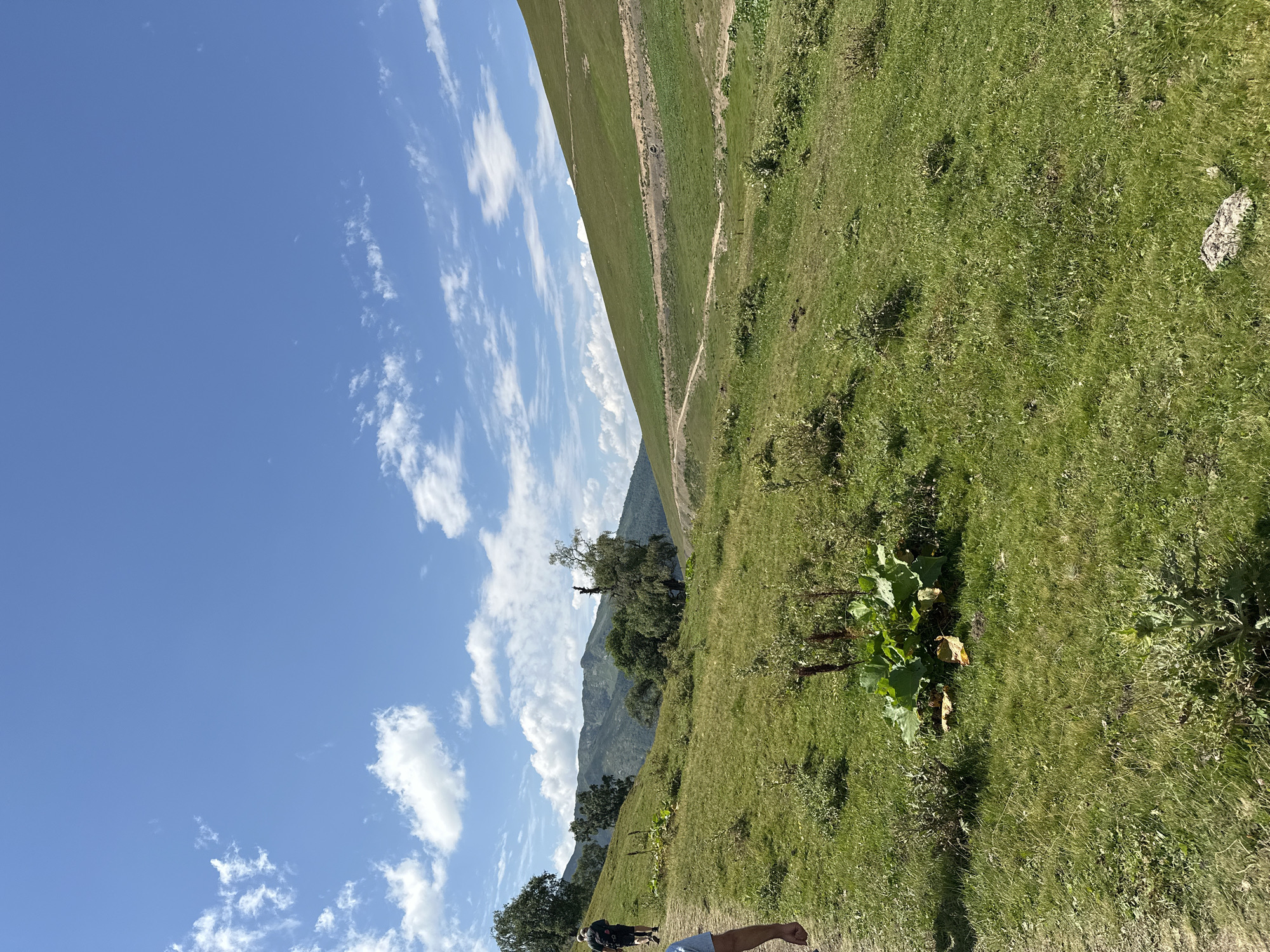 In Lunnaya Polyana, Russia, a bright, sunny day unfolds over a verdant, rolling landscape. A dirt path winds its way up a grassy slope, leading two individuals on a hike. One person, wearing a black shirt and shorts, walks ahead, their back to the camera. Further down the path, another individual, partially visible, is also walking. The terrain is characterized by lush green grass, dotted with sporadic patches of wildflowers and low-lying bushes. In the midground, a cluster of large-leafed plants stands prominently, adding a touch of wild beauty to the scene. Towering trees punctuate the landscape, with a particularly striking, gnarled tree visible on the right side of the frame. In the distance, a series of majestic mountains rise, their peaks softened by the haze of the day. The sky above is a vibrant, clear blue, adorned with scattered, fluffy white clouds, contributing to the overall serene and picturesque atmosphere of this natural setting.
