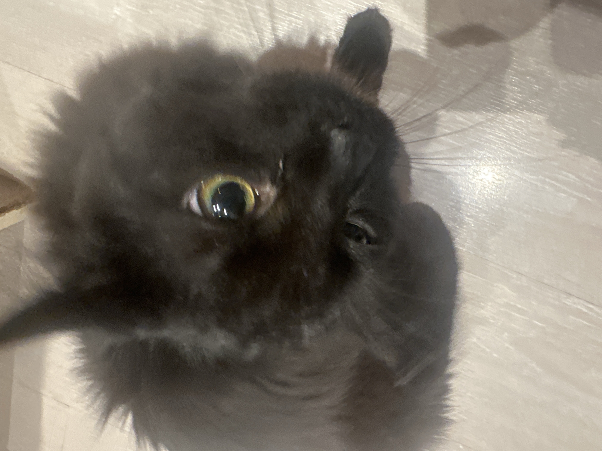 A close-up, angled shot focuses on a black cat. The cat is positioned in the center of the frame. One of its eyes, a vivid yellow-green, is clearly visible and sharply focused. The surrounding fur is long and dense, partially obscuring the cat's features. The background is a light-colored surface, possibly a floor. There is no evidence to indicate that the image was taken in Sofia, Bulgaria.