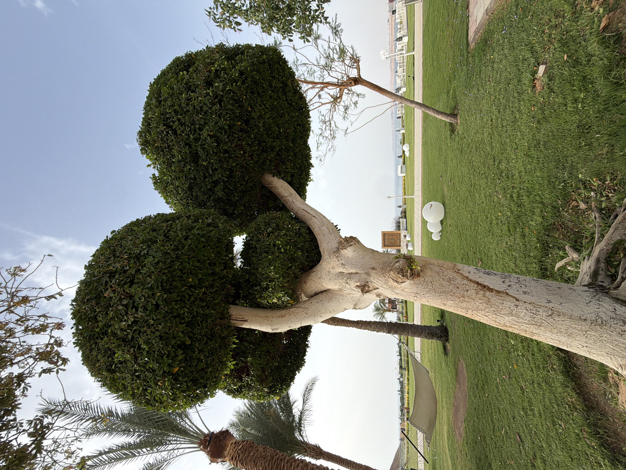 The image captures an outdoor scene in Sharm El Sheikh, Egypt, featuring a carefully manicured landscape with a tree shaped into three distinct globes of green foliage. The tree has a smooth, light-colored trunk that lies at an angle across the frame. Below the tree, two palm trees with brown trunks and green fronds are visible. Behind the tree, a well-maintained green lawn stretches towards the horizon. Along the lawn, a row of white, globe-shaped lights is placed. In the distance, the sea or a large body of water can be seen, along with buildings or structures along the shore. A hammock is visible, partially obscured, suggesting a leisure area. The sky is a pale blue, indicating daylight. There are no people apparent in the image.