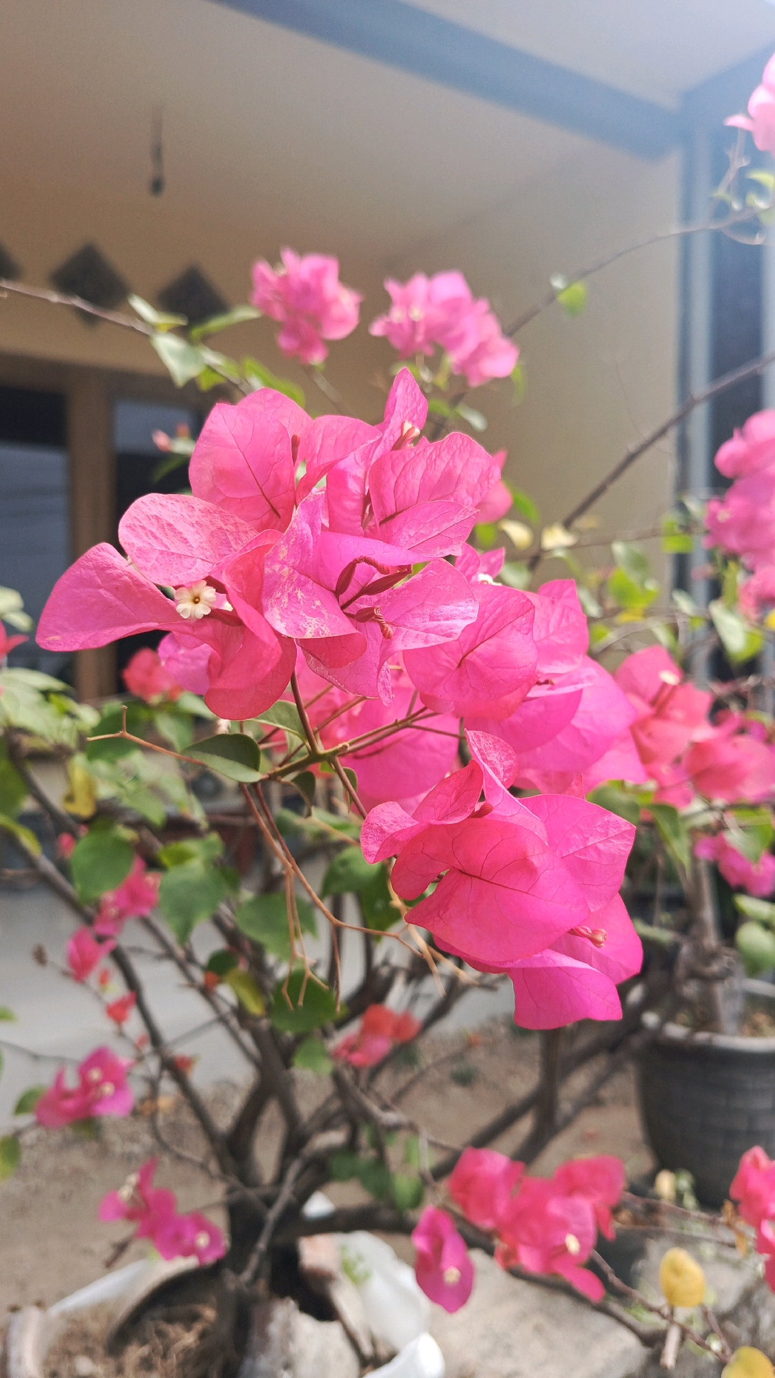 The image depicts a close-up view of bright pink bougainvillea flowers in a garden setting. The flowers are in sharp focus, with their delicate petals and vibrant color dominating the foreground. Some leaves are visible, interspersed with the blooms. The background is blurred, showing the muted tones of a building with a light-colored facade and a window. The scene suggests an outdoor environment, possibly a residential area in the city of Mangunsuman, Indonesia, given the context. The lighting indicates it is daytime, with soft sunlight illuminating the flowers. There are no people or animals present in the image. The overall impression is one of natural beauty and tranquility.