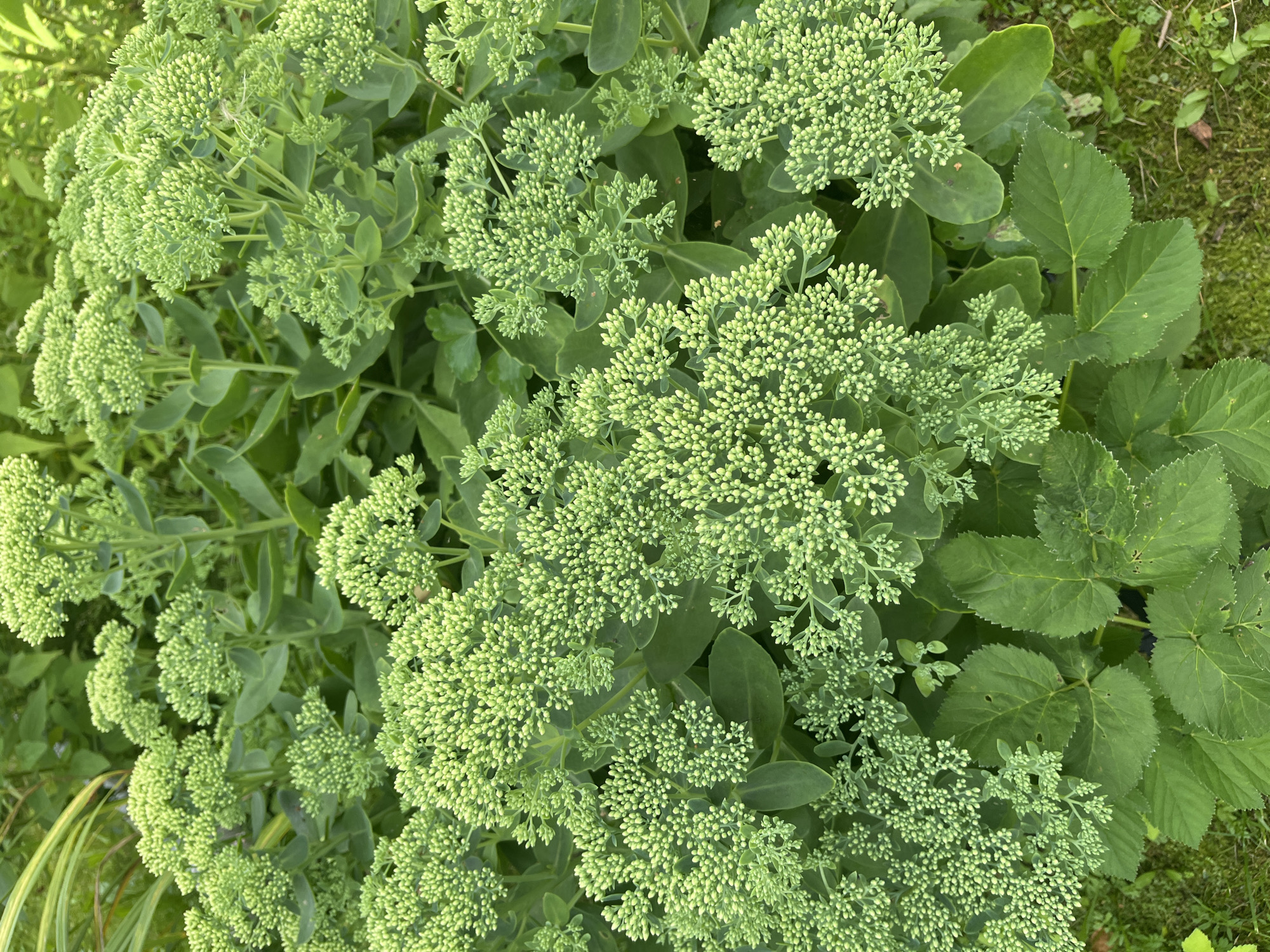 This is a high-angle, close-up, full-frame shot of a dense cluster of Sedum plants, likely 'Autumn Joy' or a similar variety, in a garden setting. The plants are in their budding stage, with tight clusters of small, light green flower heads covering the tops of the stems. The foliage is a lush, medium green, with thick, succulent leaves. The background consists of more greenery, including some darker leaves of other plants and a hint of what appears to be mossy ground cover or grass. The overall impression is one of vibrant, healthy plant growth. There are no people or animals visible in the image. The location is identified as Severny SNT, Russia, suggesting an outdoor, possibly residential, garden.