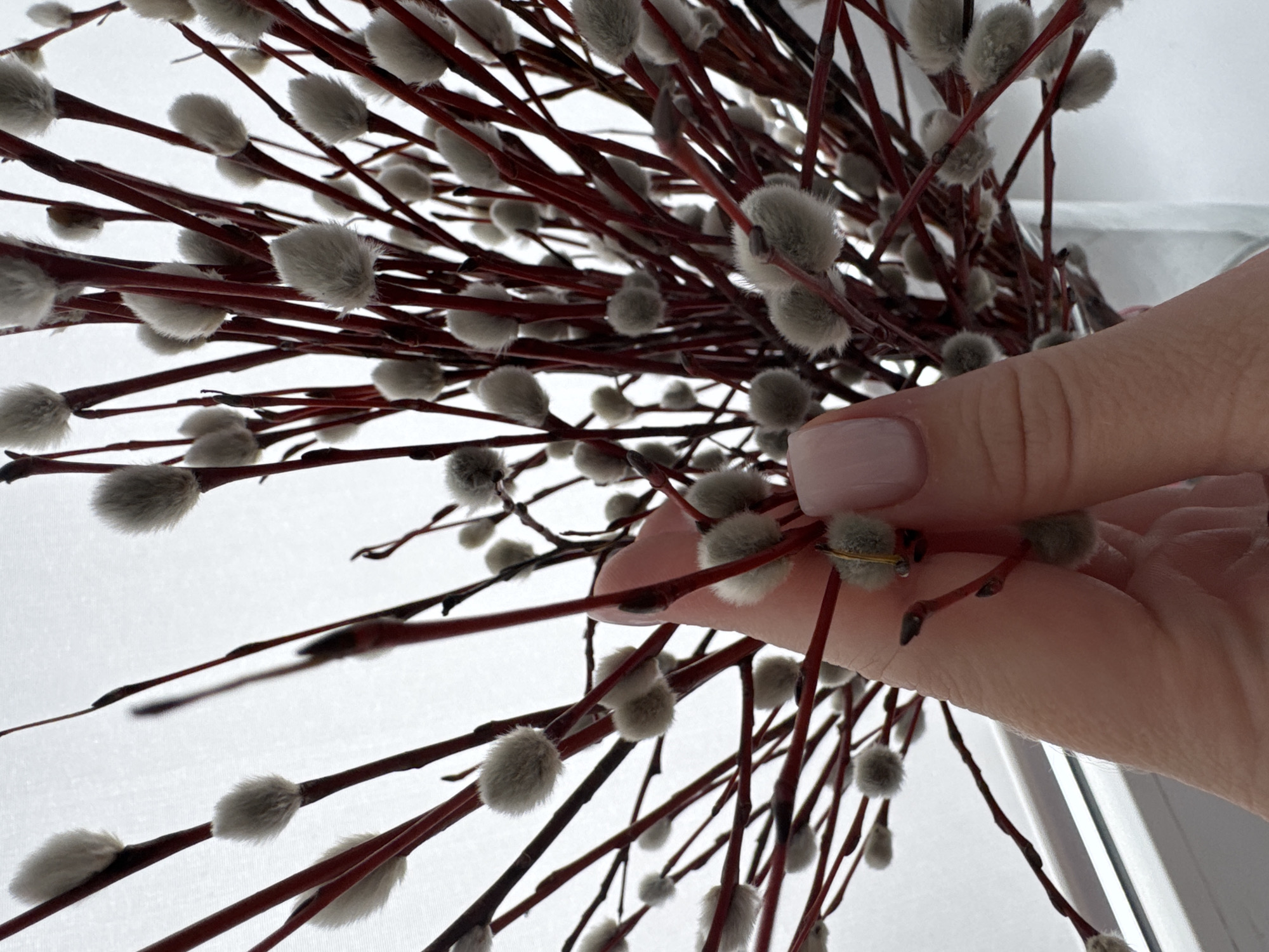 A close-up shot depicts a Caucasian person's hand holding a cluster of pussy willow branches. The hand has manicured fingernails painted with a pale pink color. The pussy willow branches feature dark red stems and soft, greyish-white catkins. The background appears to be a neutral, possibly white, surface, and a window. There is no clear visual indication of the image being located in Noviy, Russia.