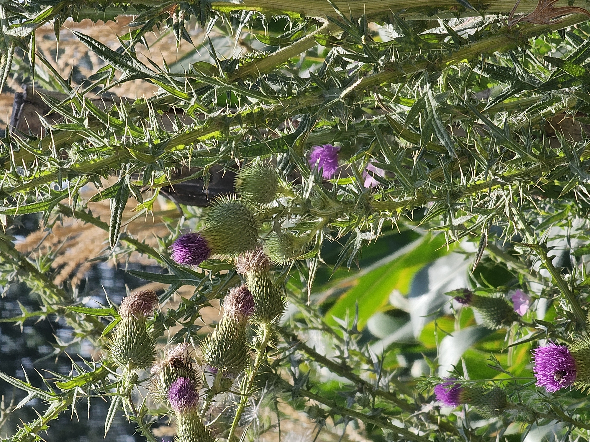 The image captures a close-up view of a thorny thistle plant in bloom, its vibrant purple flowers and spiky green buds prominent against a blurred background of foliage and dry grasses. The plant's stem is covered in sharp, white spines, and its leaves are deeply lobed and also possess sharp edges. Several thistle flower heads are visible, some in full bloom and others in bud stage. In the lower left portion of the image, a small insect, possibly a bee, is visible on one of the purple flowers. The scene suggests a natural, uncultivated setting, likely outdoors. No specific landmarks or elements indicate a location within the city of Özgön, Kyrgyzstan.