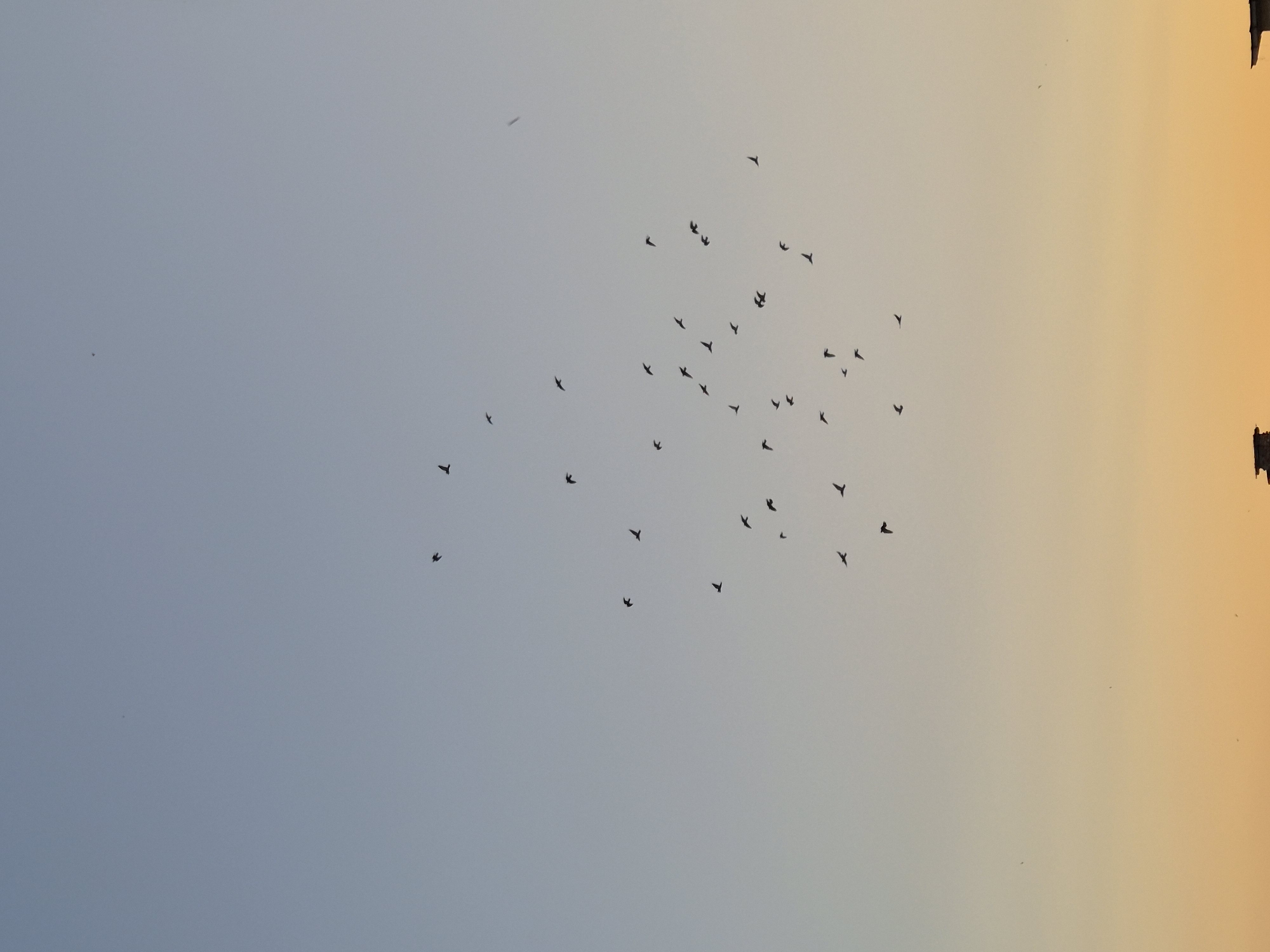 A flock of birds is captured in mid-flight against a gradient sky that transitions from a pale blue at the top to a warm orange at the bottom. The birds are silhouetted and appear as small, dark shapes, varying in their positions and formations across the frame. The sky is clear, with no visible clouds. The bottom edge of the image shows a dark, indistinct horizon line, possibly representing distant buildings or landscape features, though they are not clearly defined. The overall scene suggests a natural outdoor environment during either sunrise or sunset.