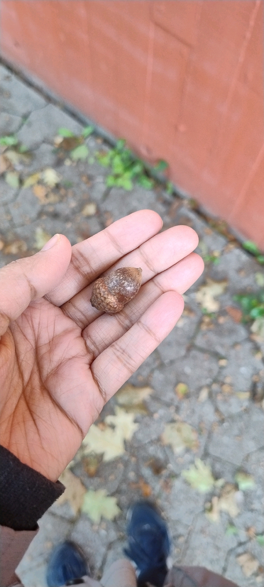A close-up, eye-level shot shows a person's hand holding a single acorn. The hand is tanned and shows visible lines on the palm and fingers. The acorn is brown and appears to be slightly wrinkled. The background is blurred, but suggests an outdoor urban environment with paving stones and fallen leaves. A reddish-brown wall is visible in the upper right quadrant. The lower part of the image shows a person's feet, wearing dark blue shoes. The scene is likely in Ishøj, Denmark, given the context provided.