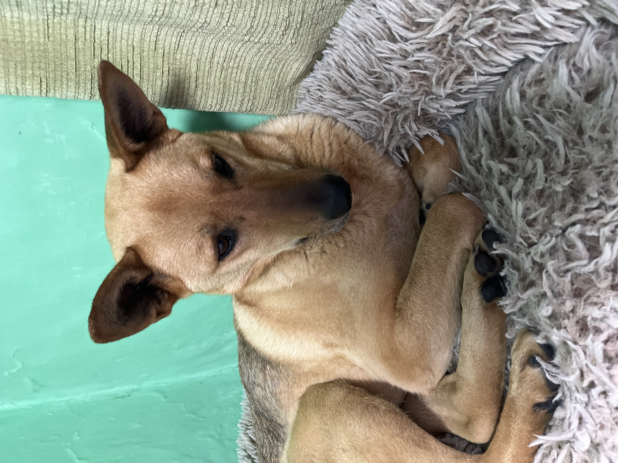 A tan and black dog is lying on a fluffy, light-colored dog bed. The dog is looking down with its head resting on its paws. Its ears are perked up. Behind the dog is a teal-colored wall on the left and a textured, light-colored curtain on the right. There is no discernible indication of the location being the city of Nizhny Tagil, Russia.