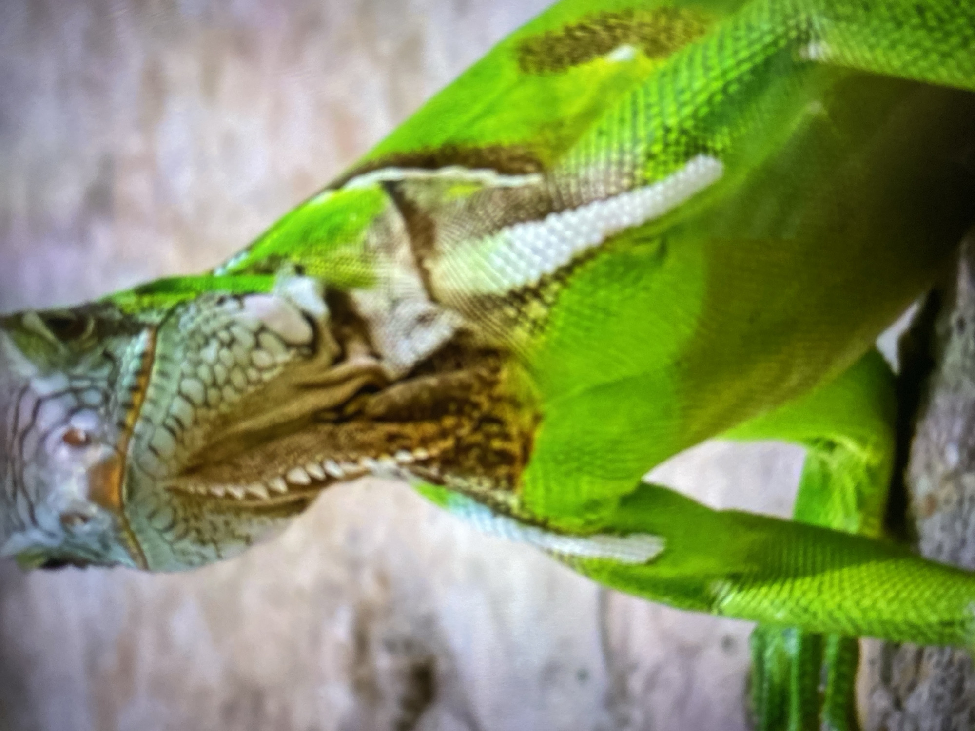 A close-up shot features a vibrant green iguana with speckled brown and grey markings around its face and neck. The iguana's scales are detailed, and its eye is visible. The background is a blurry beige. The location in the city of Tinaquillo, Venezuela is not verifiable from visual information alone.