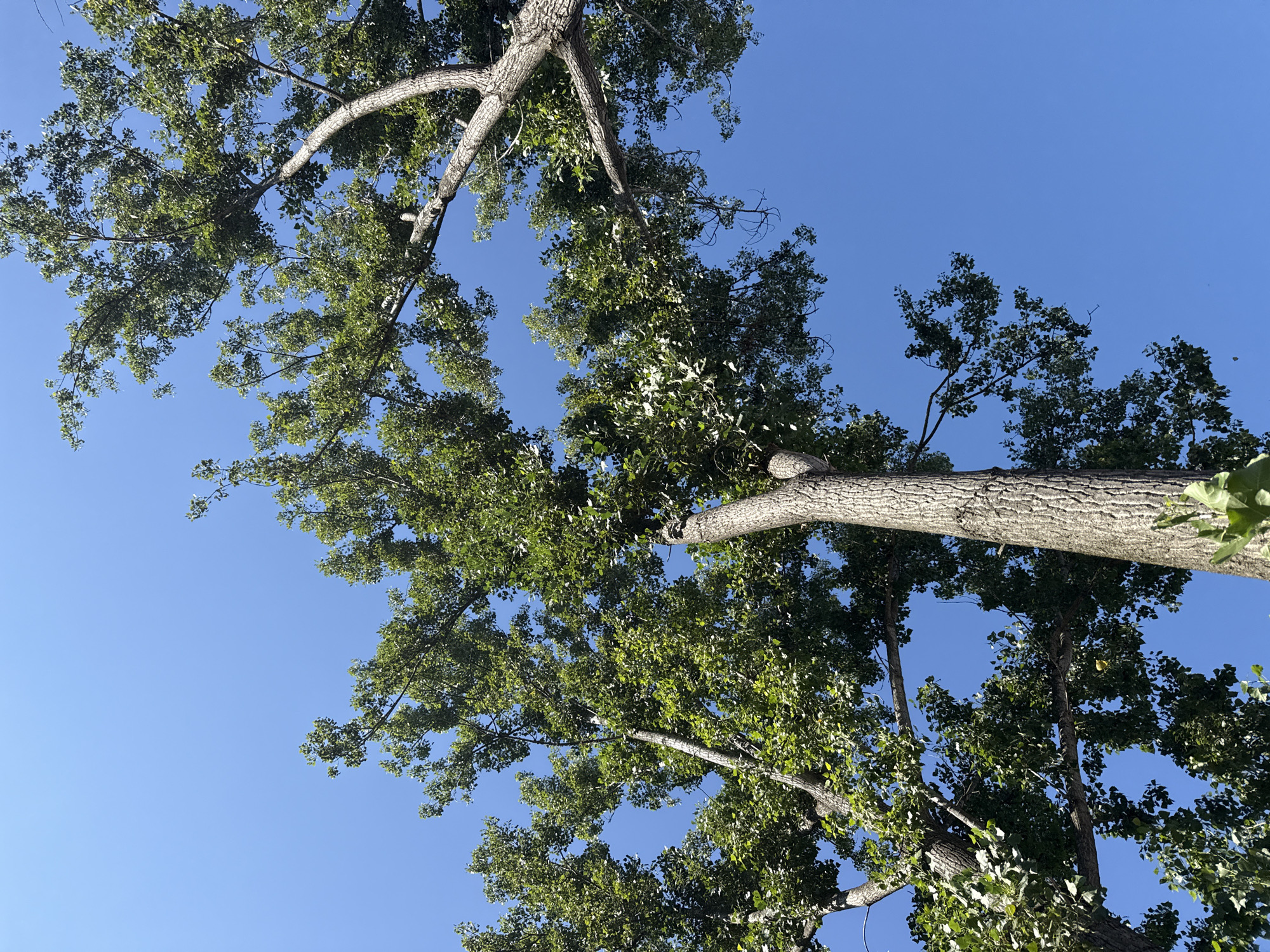 An upward-facing shot captures the dense green foliage of several tall trees against a clear blue sky. The image appears to have been taken on a sunny day. The rough bark of the tree trunks is visible, with branches extending outwards and upwards, creating a natural canopy. The perspective emphasizes the height of the trees and the vastness of the sky above. The scene is devoid of any human presence or man-made structures, focusing solely on the natural elements of the trees and sky. Without further context, the specific location in Bălți, Moldova cannot be determined.