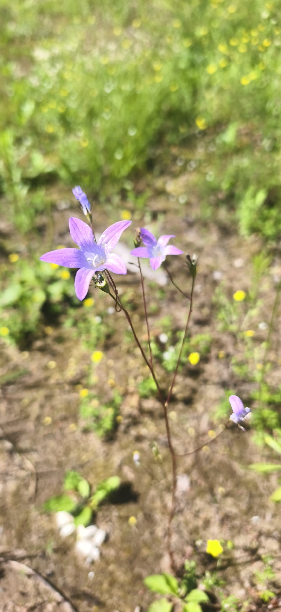 A close-up, vertical shot shows two purple bell-shaped flowers on thin stems, with a backdrop of blurred green foliage and yellow wildflowers. One of the flowers, in the foreground, has five petals and a delicate pistil. Tiny green leaves sprout from the base of the plant. The ground is a mix of dry dirt and sparse green vegetation. The image is likely taken in Oralki, Russia, given the mention of the location.