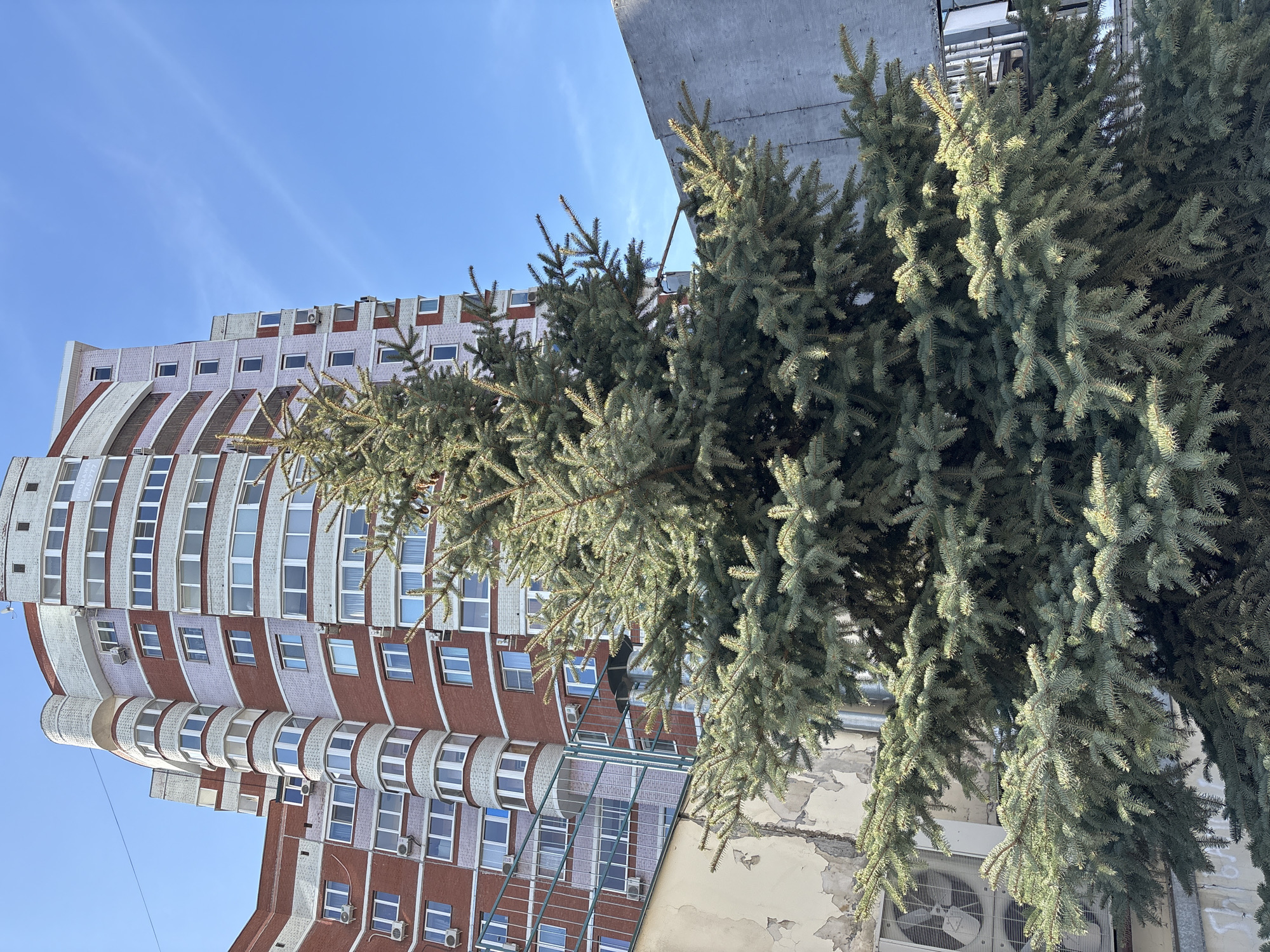 A low-angle shot depicts a multi-story building situated in Izhevsk, Russia. The building's facade is primarily constructed of red brick and white concrete, arranged in a rhythmic pattern of rows and columns of windows. The building's architecture is a blend of modernist and post-modernist styles, with curved architectural elements and projecting balconies. A network of fencing partially obstructs the view of the building. In the foreground, a cluster of coniferous trees, possibly spruces or pines, partially obscures the building. The sky above is clear and blue. The color palette features a mix of brick red, concrete gray, and the green of the trees against the blue sky. The scene conveys an impression of urban development amidst natural elements.