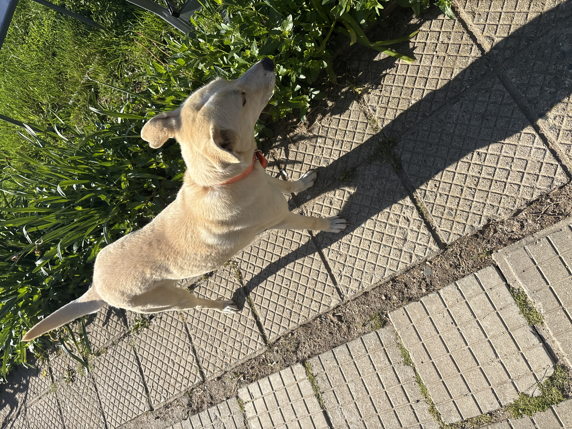 A light-colored dog with an orange collar stands on a patterned concrete walkway, angled towards the upper-left corner of the frame. To the dog's left is a patch of green grass and plants. The dog is looking upwards and appears to be standing still. The background is indistinct, but the scene appears to be outdoors in daytime with a high-angle perspective. A shadow falls across the concrete. The location is unknown. There is no evidence to suggest the image was taken in the city of Manole, Bulgaria.