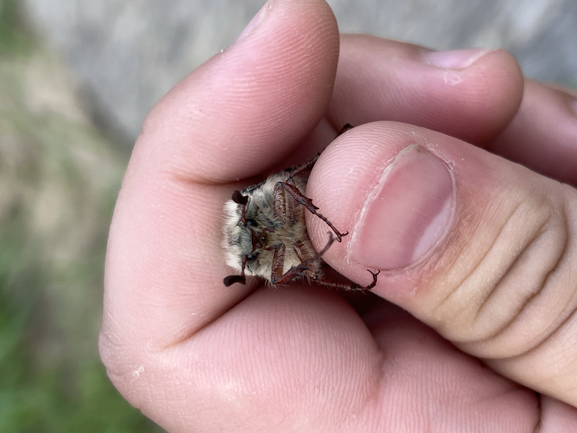 A hirsute, medium-sized beetle is being held between the fingers of a human hand. The beetle's ventral side is visible, revealing a light-colored body with dark legs. The background shows a blur of grey concrete and green vegetation. The image was taken near Vasilyevo, Russia.