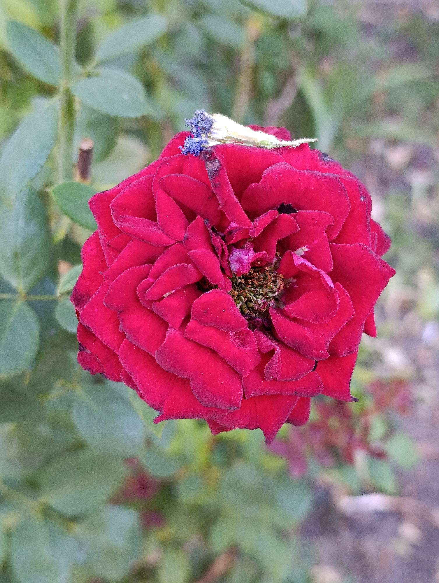 A close-up, overhead shot captures a vibrant, deep red rose in full bloom, its petals tightly layered. A small, delicate insect, possibly a bee or a damselfly with light-colored wings and a blue-toned body, rests on the upper part of the rose. The background is a blur of soft green foliage and muted earthy tones, suggesting an outdoor garden setting. The image does not contain any identifiable landmarks or features that would specifically place it within the city of Cherkasy, Ukraine.