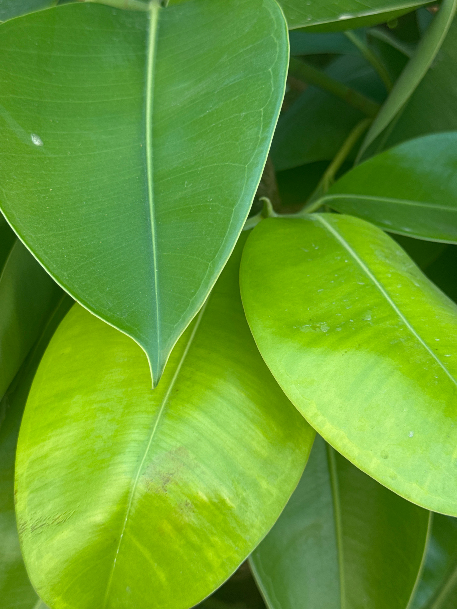 The image is a close-up shot of several large, vibrant green leaves. The leaves are glossy and appear to be from a tropical or subtropical plant. The light highlights the veins and texture of the leaves, with some variations in shade and a few small water droplets visible on the surface of the lower right leaf. There are also some minor blemishes on the larger lower leaf. The background consists of more out-of-focus green foliage, suggesting a dense plant environment. There are no people, animals, or man-made objects visible in the frame. The context of Limassol, Cyprus, implies this could be a photograph taken in a garden, park, botanical garden, or even a balcony with plants in that city.