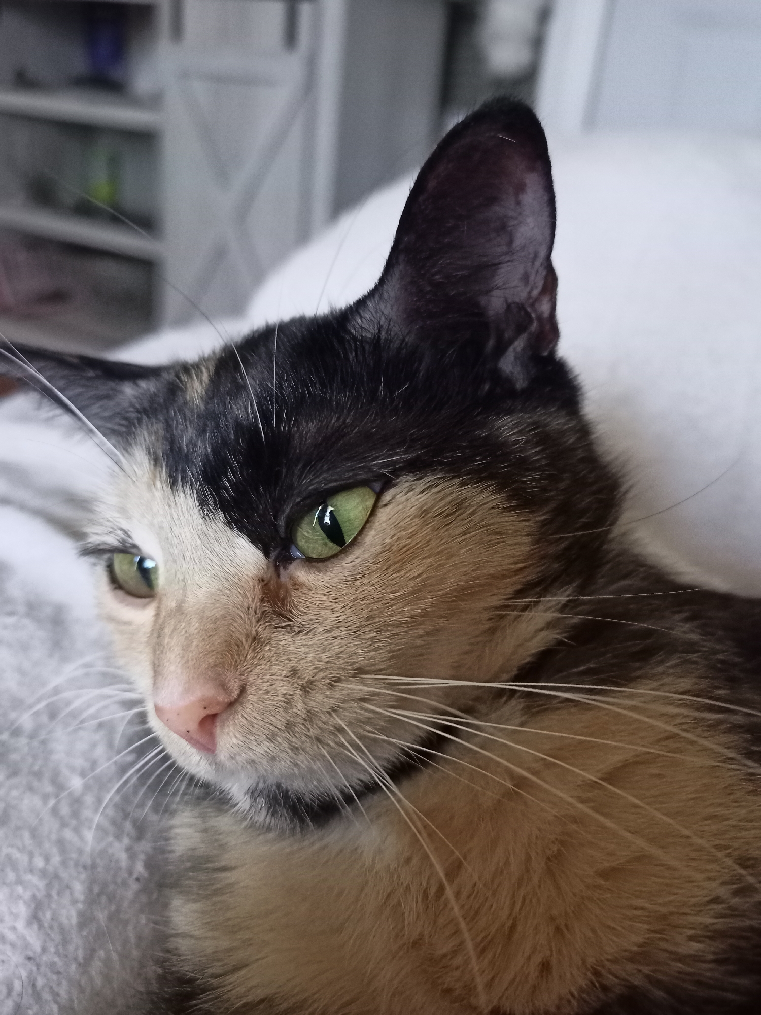 The image shows a close-up, eye-level view of a calico cat's face. The cat is lying down on a textured, light-colored surface, possibly a blanket or bed. The cat's fur is a mix of black, white, and tan patches. It has striking green eyes, which are looking to the left of the frame. Its nose is pink and slightly upturned, with a few black specks on it. Long, white whiskers extend from its muzzle. In the background, out of focus, a white piece of furniture, possibly a shelf unit with some items on it, is visible. The lighting suggests an indoor environment, likely a home. There is no indication of the location being in the city of Amarillo, United States of America, as the image provides no specific landmarks or contextual clues for that geographical identification.