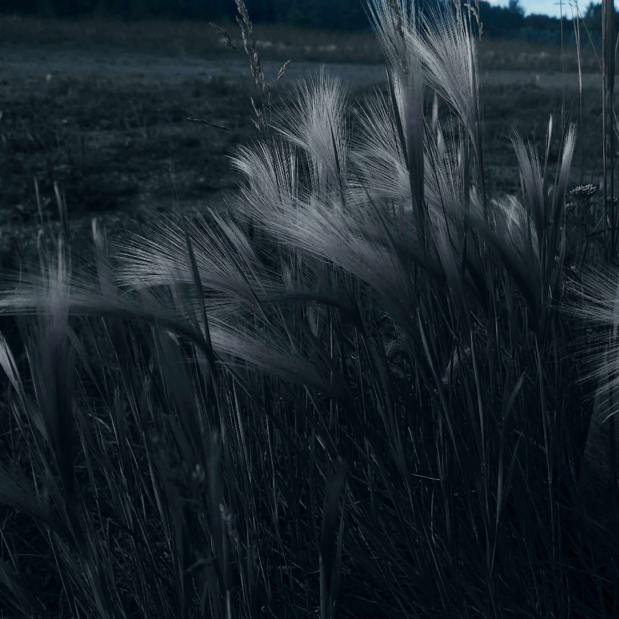 A close-up, low-angle shot focuses on a cluster of tall, wispy grasses with feathery seed heads in the foreground. The grasses are rendered in shades of gray and white, creating a stark contrast against the dark, out-of-focus background. The background consists of a dimly lit field, possibly a meadow or pasture, stretching towards a darker, wooded area under a muted sky. The overall impression is one of a natural, rural environment, likely located in or near the village of Pokosnoye, Russia, given the prompt's context. There are no people, animals, or specific urban features visible.