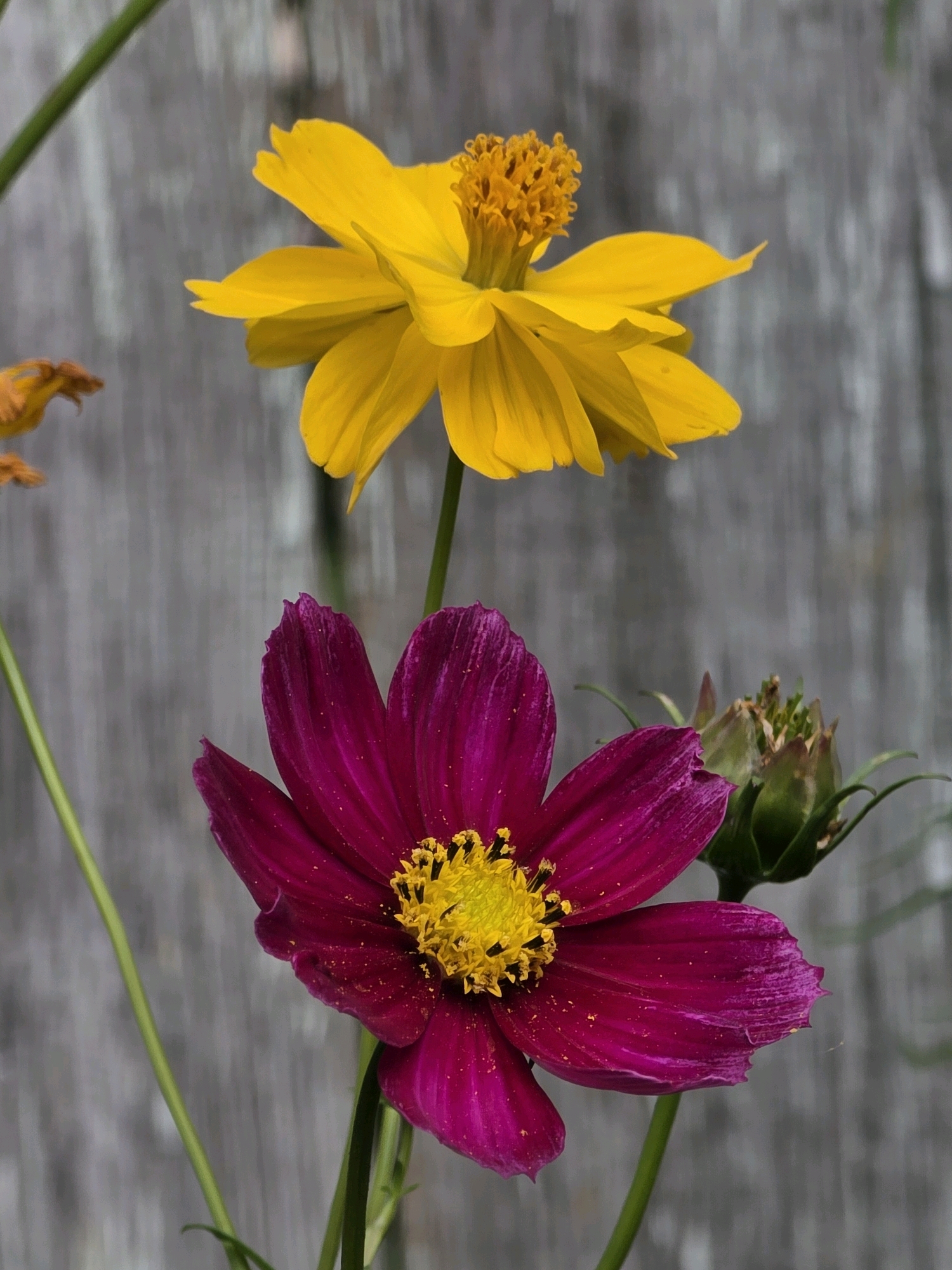 Two cosmos flowers, one yellow and one magenta, are in focus against a grey, weathered wooden background. The yellow flower is positioned at the top of the frame, with its petals slightly curled. The magenta flower is below it, with its petals more spread out, revealing a bright yellow center. A closed bud of a flower is visible to the right of the magenta flower. The overall scene is a close-up, naturalistic shot of flowers. There is no indication of the city of Речицы, Russia, in the image.