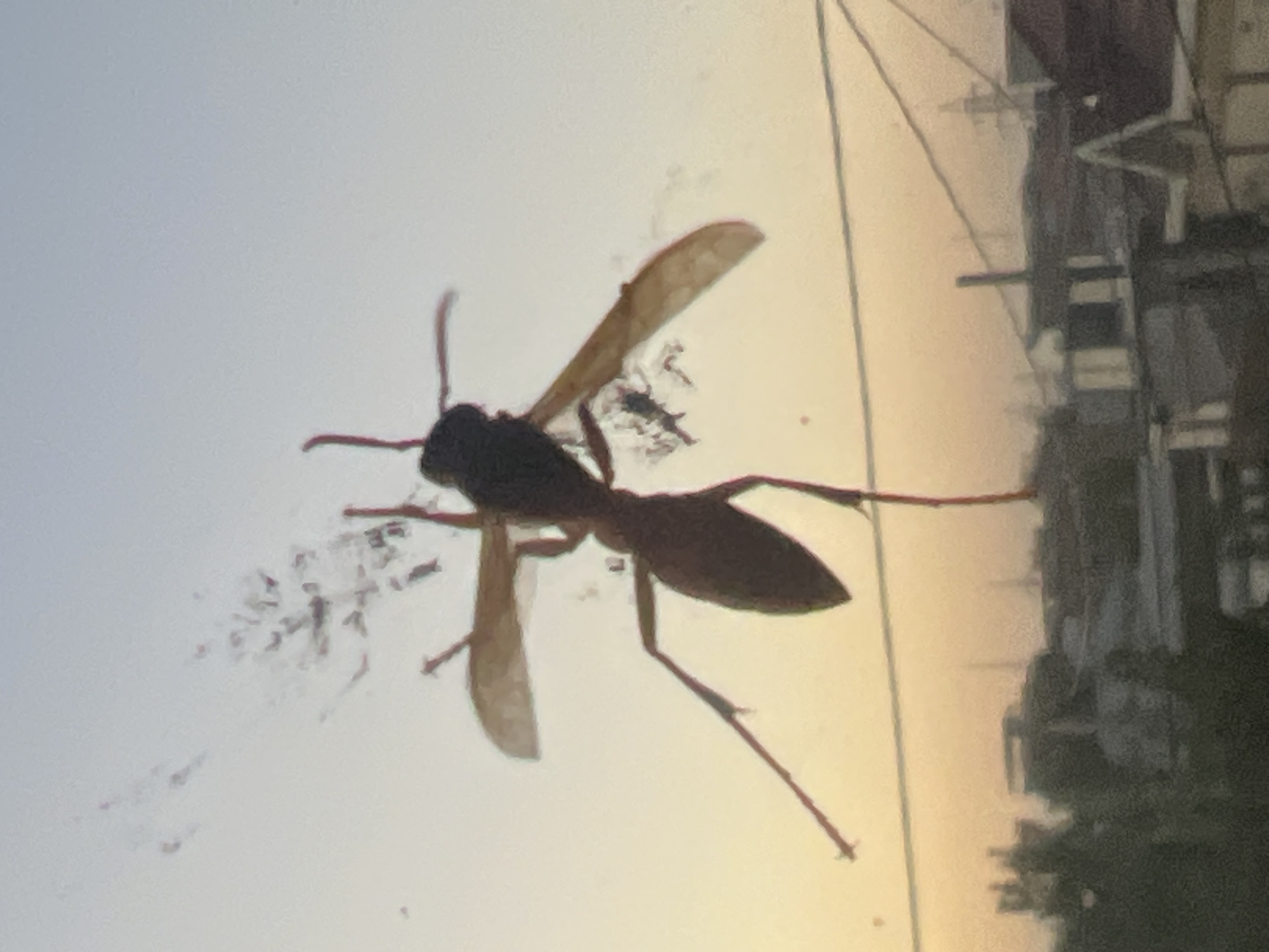A silhouette of a wasp is prominently displayed against a pale sky, likely at dusk or dawn, with warm hues of yellow and orange at the horizon. The insect, depicted in a dark, shadowy form, has its wings extended, appearing to be either in flight or resting. Its long, slender legs are also visible, with at least three clearly discernible. The wasp's body is segmented, typical of its species, and its head is distinct. Scattered around the wasp are small, dark specks, some appearing to be debris or other insects, particularly clustered around the upper left and mid-section of the wasp. Below the sky, a blurry, indistinct landscape of buildings and power lines is visible, suggesting an urban or suburban environment. The overall image has a slightly grainy texture, common in low-light photography.