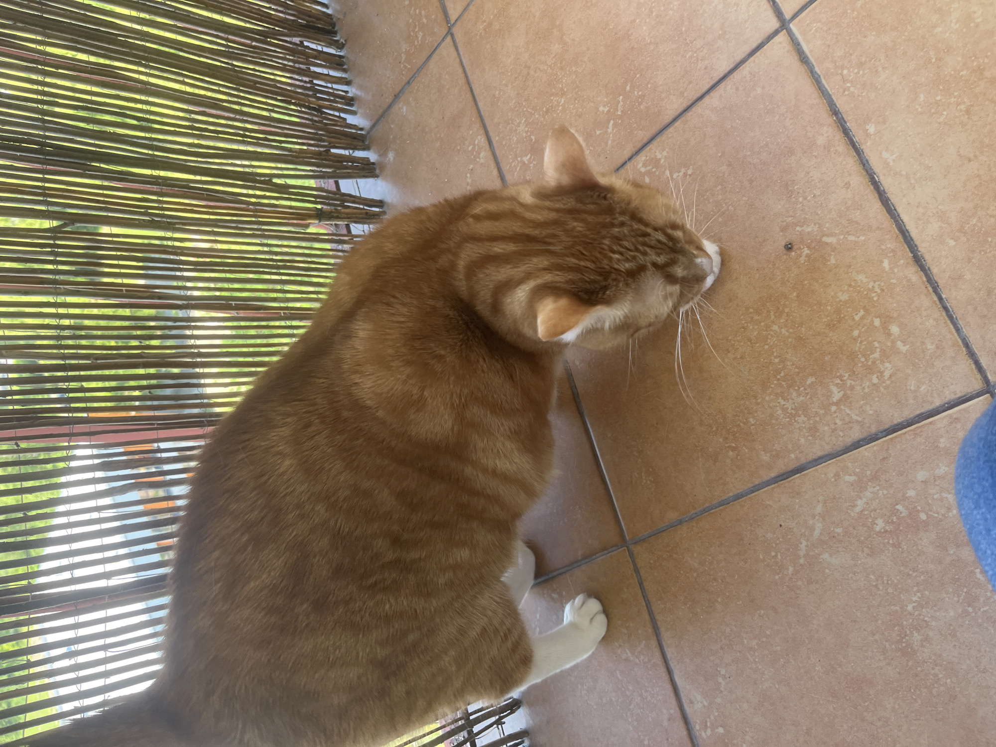 An orange tabby cat with white paws is sniffing the ground on a tiled patio. The patio is bordered by a bamboo fence, behind which greenery is visible, suggesting an outdoor setting. The cat is positioned in the center of the frame, facing downwards towards a small dark object on the tile. The lighting indicates it is daytime. There are no visible people or other animals in the frame. The image does not contain any information or context that would allow for the determination of its location in Zabrze, Poland.