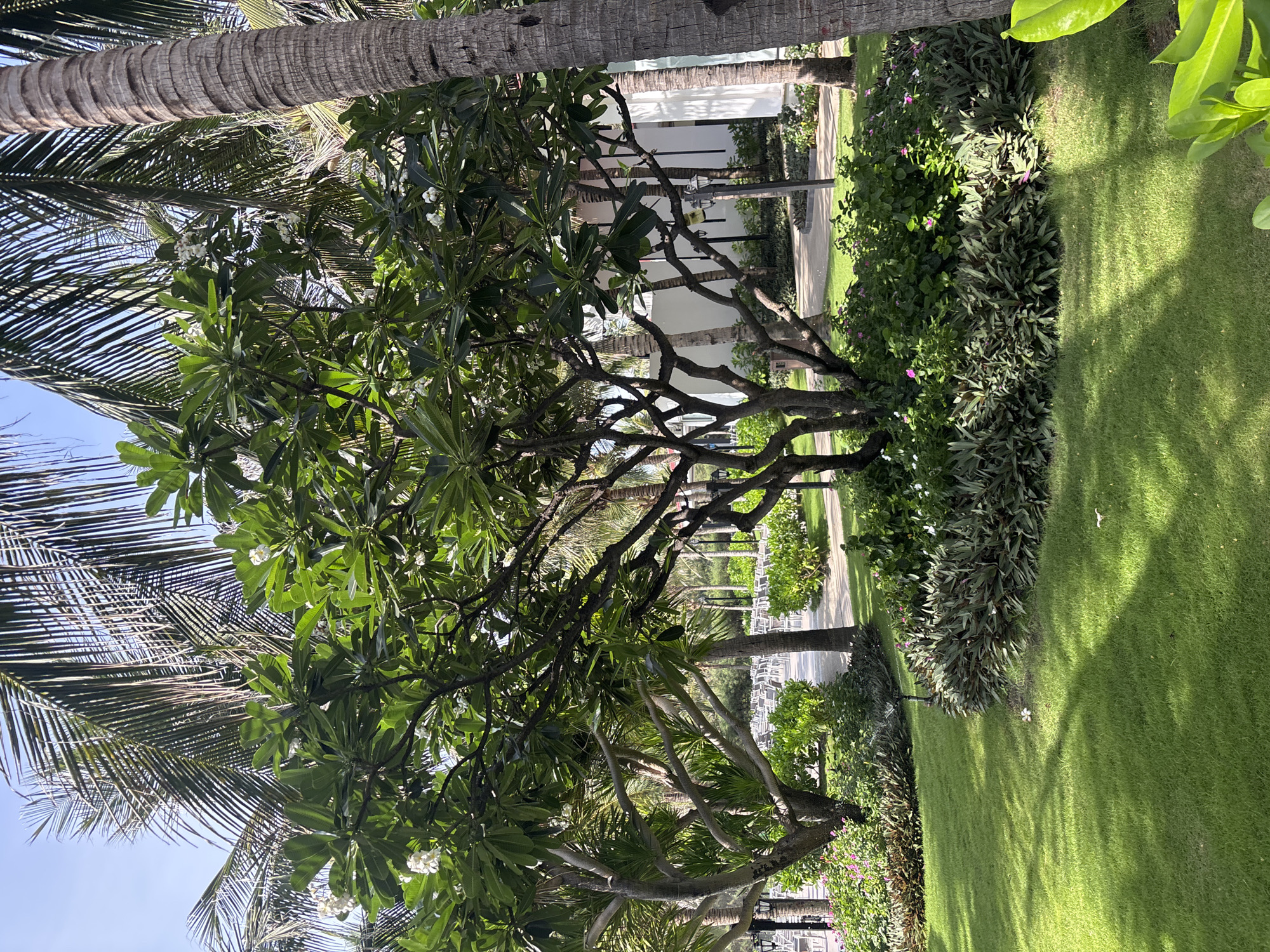The image depicts a lush garden scene featuring a large frangipani tree with white flowers in the foreground, surrounded by manicured green grass and tropical foliage. Palm trees are visible in the background, and beyond them, outdoor seating arrangements and a white building suggest a resort or hotel setting. The lighting indicates it is daytime, with sunlight casting shadows on the grass. There are no people visible in the image.