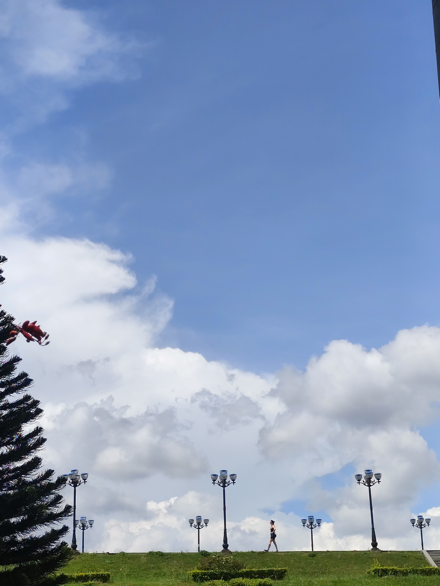 A vertical shot depicts a woman walking along a grassy, slightly inclined field dotted with lampposts. The woman, dressed in a black top and shorts, is walking towards the right of the frame.
The lampposts are evenly spaced, each with three or four lights. In the foreground on the left, a dark green pine tree is partially visible, with red decorations.
The sky, which makes up the majority of the image, is a bright blue interspersed with fluffy white clouds. It is daytime. Based on the details and characteristics, this image is likely taken in the city of Da Lat, Vietnam.