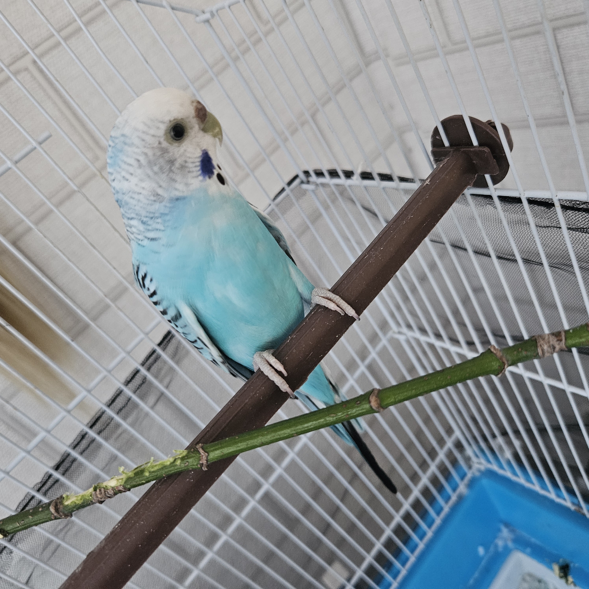 A bright blue and white parakeet is perched on a brown wooden perch inside a white wire cage. A thin green stalk with small brown nodes runs diagonally in front of the perch, positioned to the left of the bird. The parakeet is looking down and to the right, its head tilted slightly. Its body is mostly blue, with white feathers on its head and neck, and black markings on its wings and tail. The cage bars are thin and white, with a blue plastic base visible at the bottom left of the image. The background is blurred and consists of more cage bars and some netting. There is no indication of the location in Chelyabinsk, Russia, or any people present.