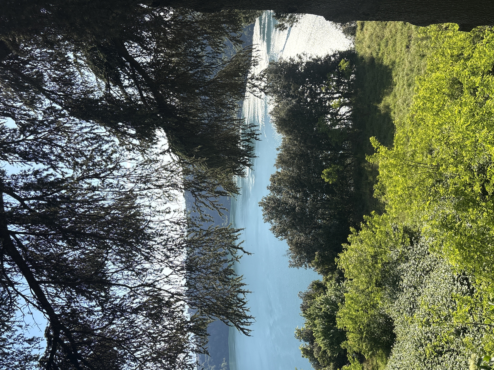 This image captures a view of Lake Nemi in Nemi, Italy, as seen through the framing of trees. The water, a pale blue, is positioned in the center. On the left, the branches of a dark tree hang into the frame, while on the right, lush green trees and grass slope upward.