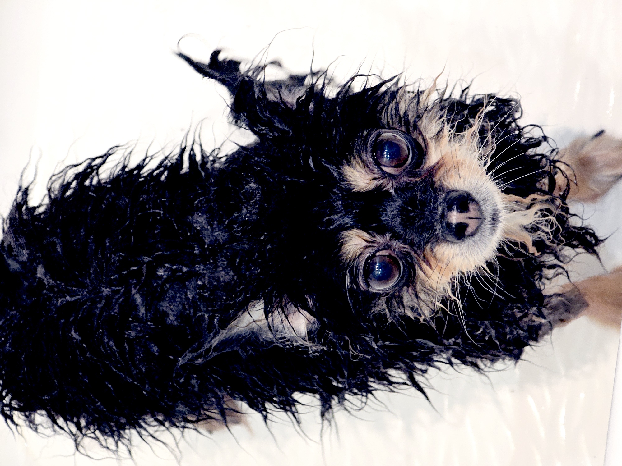 A small, wet dog with black and tan fur is looking up at the camera with wide eyes. The dog appears to be in a white tub or sink. The dog's fur is matted and stringy from the water. The background is plain white. There is no indication of the location being Khimki, Russia.